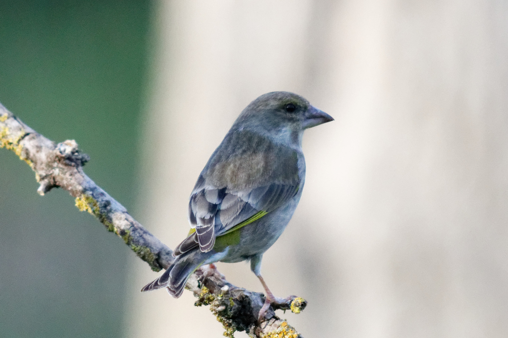 Sigma 150-500mm F5-6.3 DG OS HSM sample photo