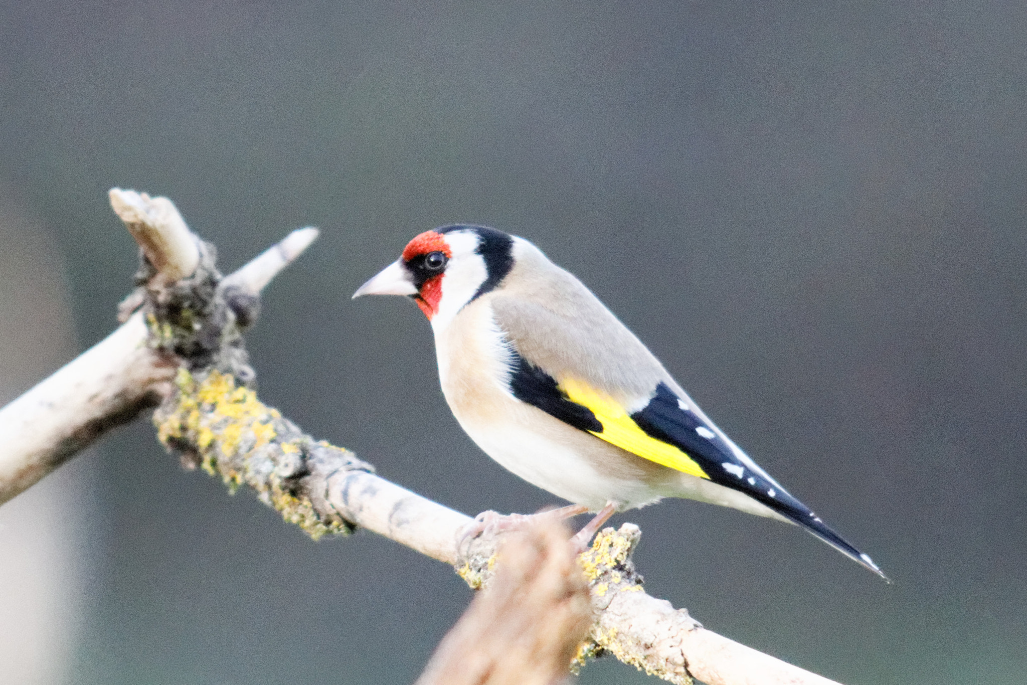 Sigma 150-500mm F5-6.3 DG OS HSM sample photo