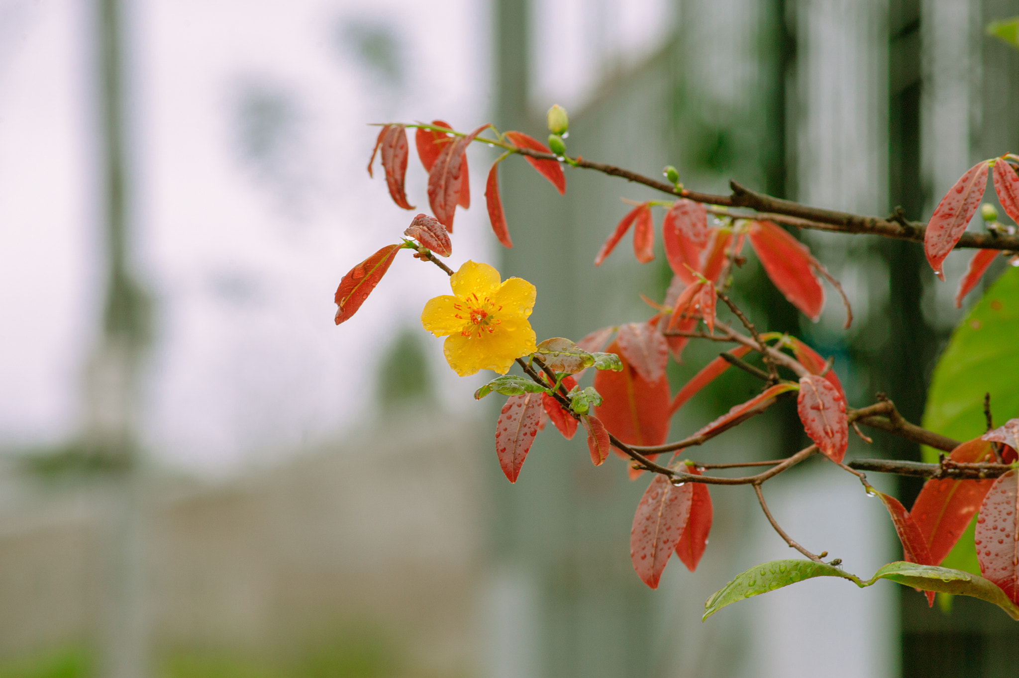 AF Zoom-Nikkor 75-300mm f/4.5-5.6 sample photo. Hoa mai photography