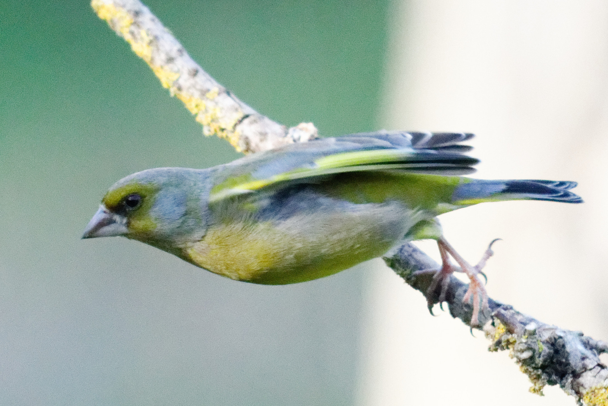 Sigma 150-500mm F5-6.3 DG OS HSM sample photo
