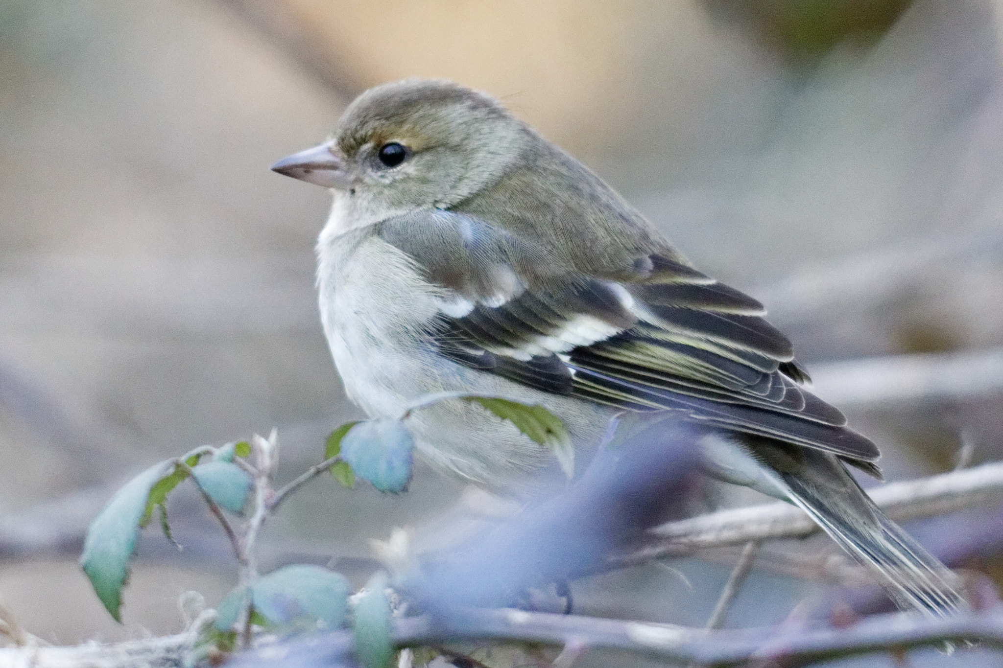 Sigma 150-500mm F5-6.3 DG OS HSM sample photo