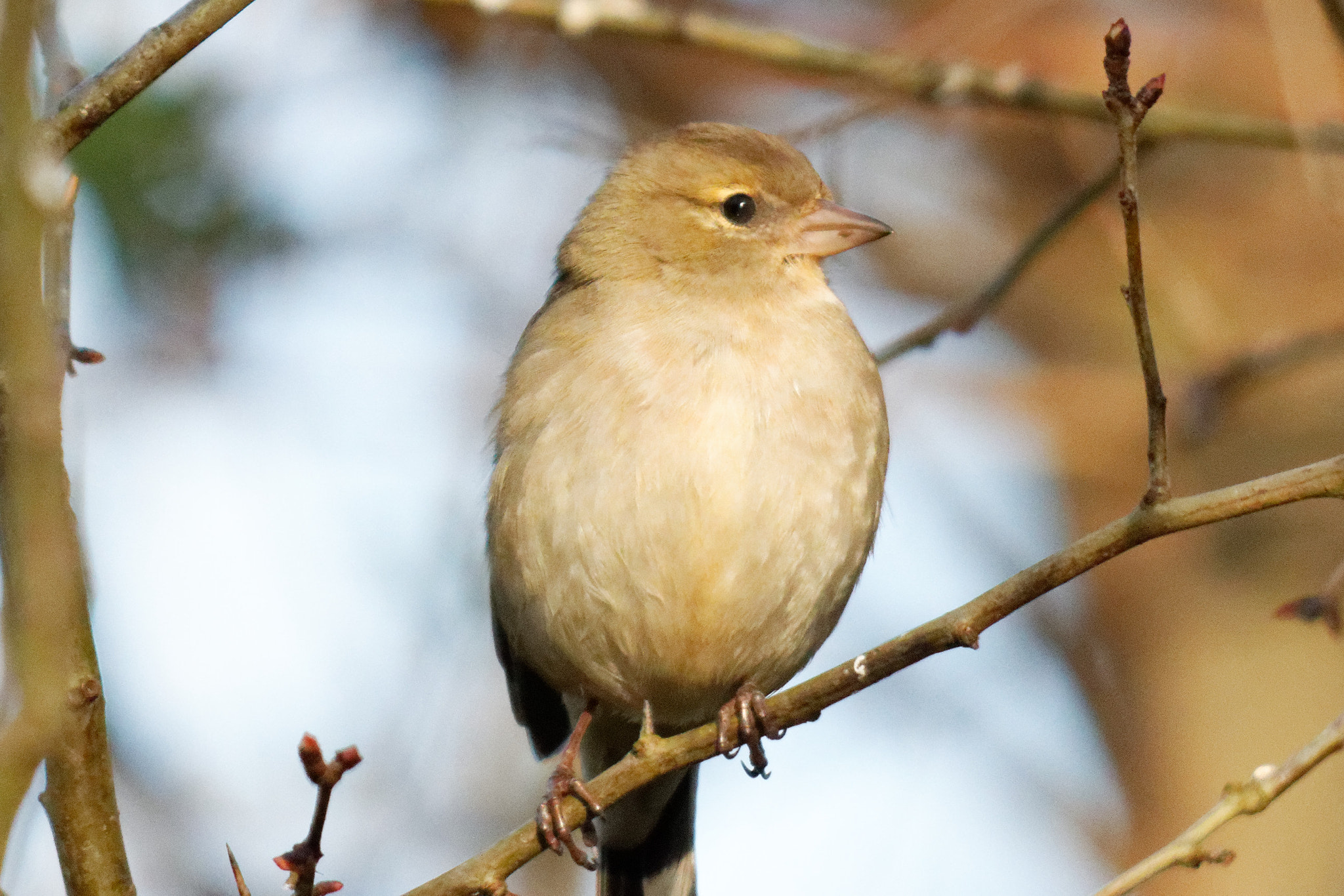 Sigma 150-500mm F5-6.3 DG OS HSM sample photo