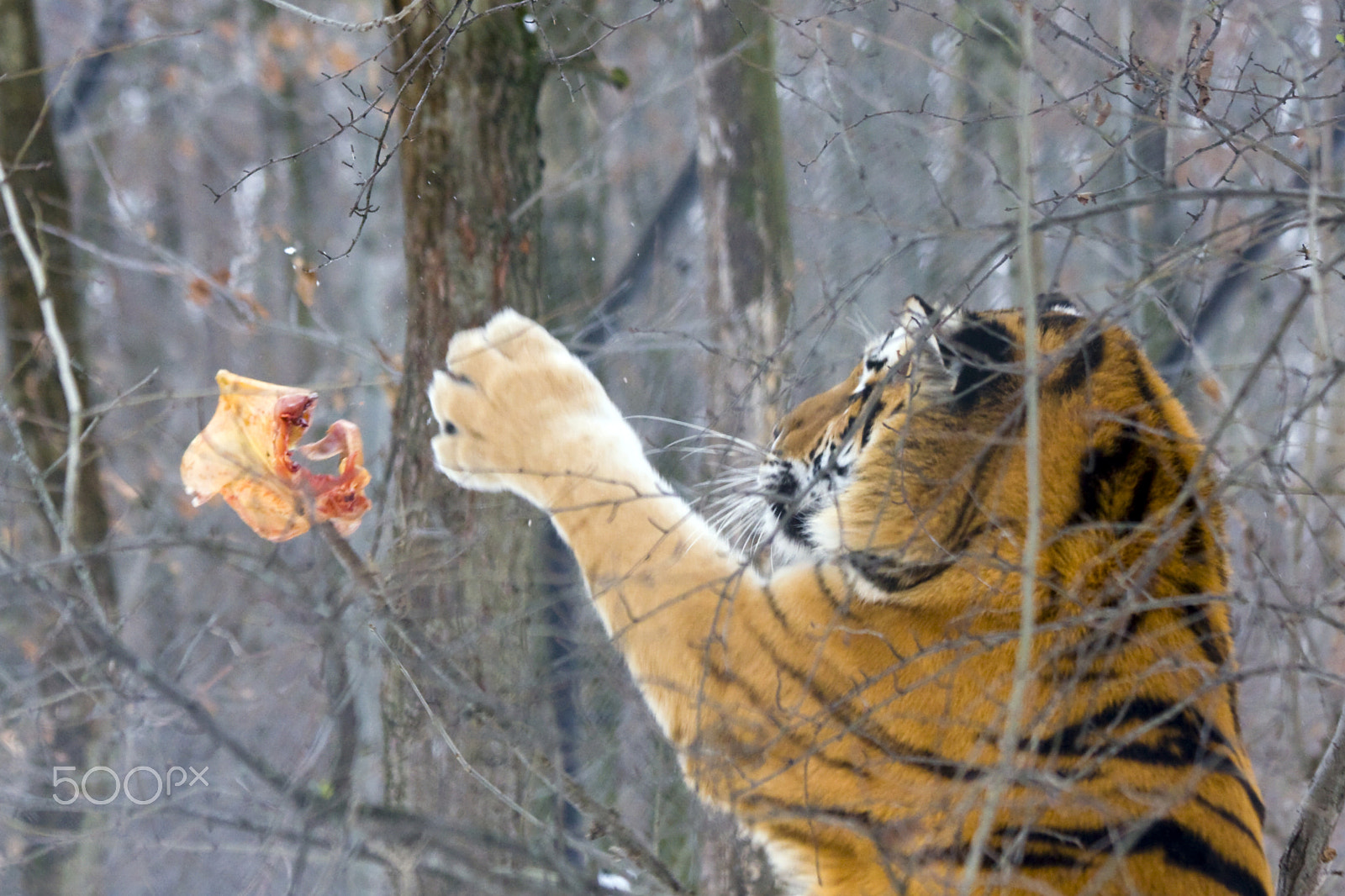 Canon EF 70-300mm F4-5.6 IS USM sample photo. Tiger handball photography