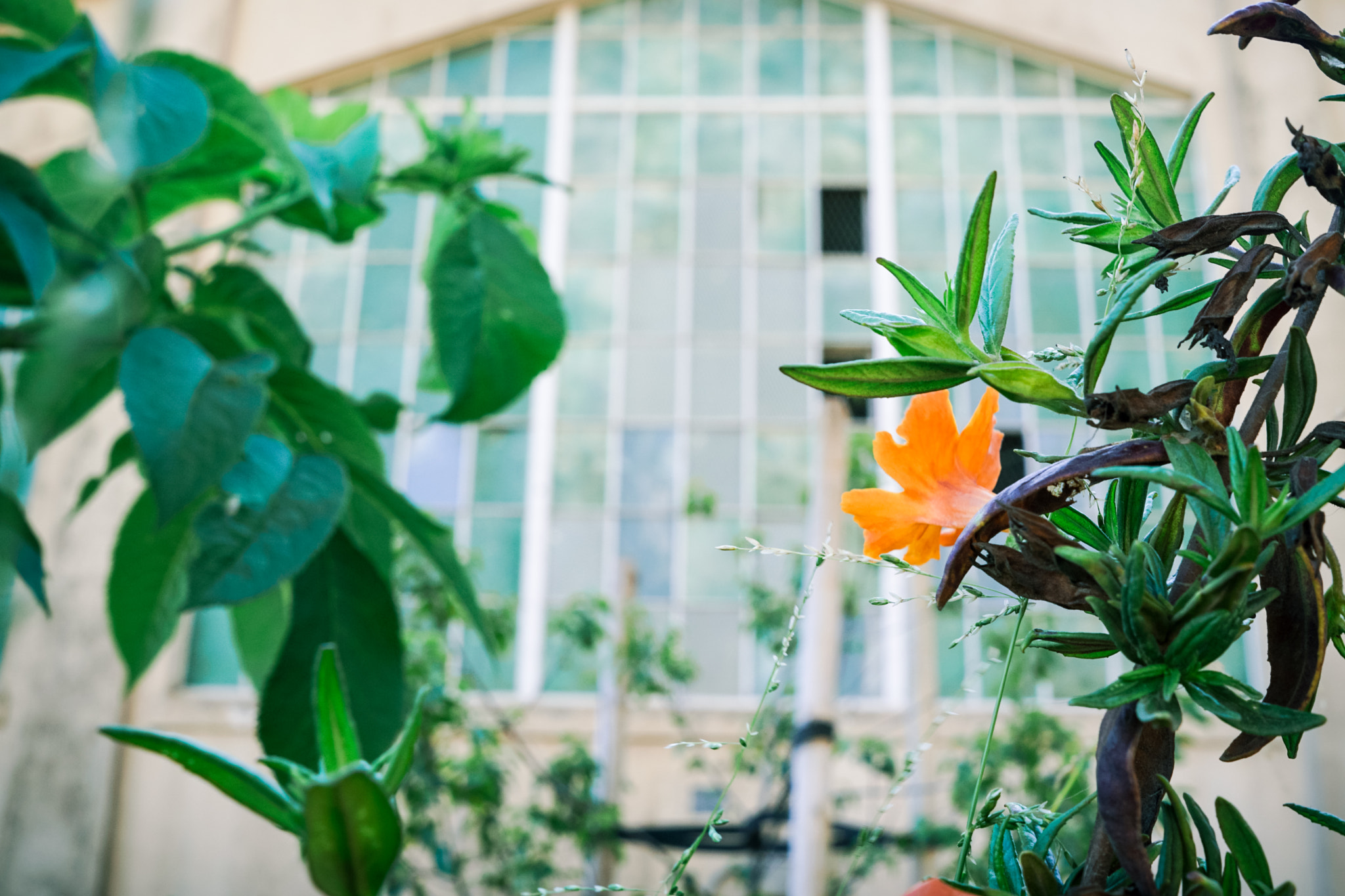 Sony FE 28mm F2 sample photo. Glen canyon flower photography