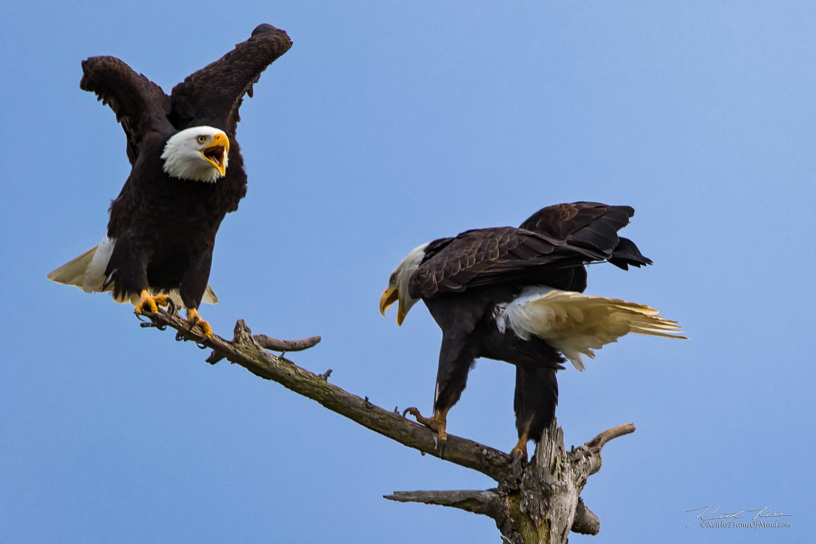 Canon EOS 7D Mark II sample photo. Bald eagle pair photography