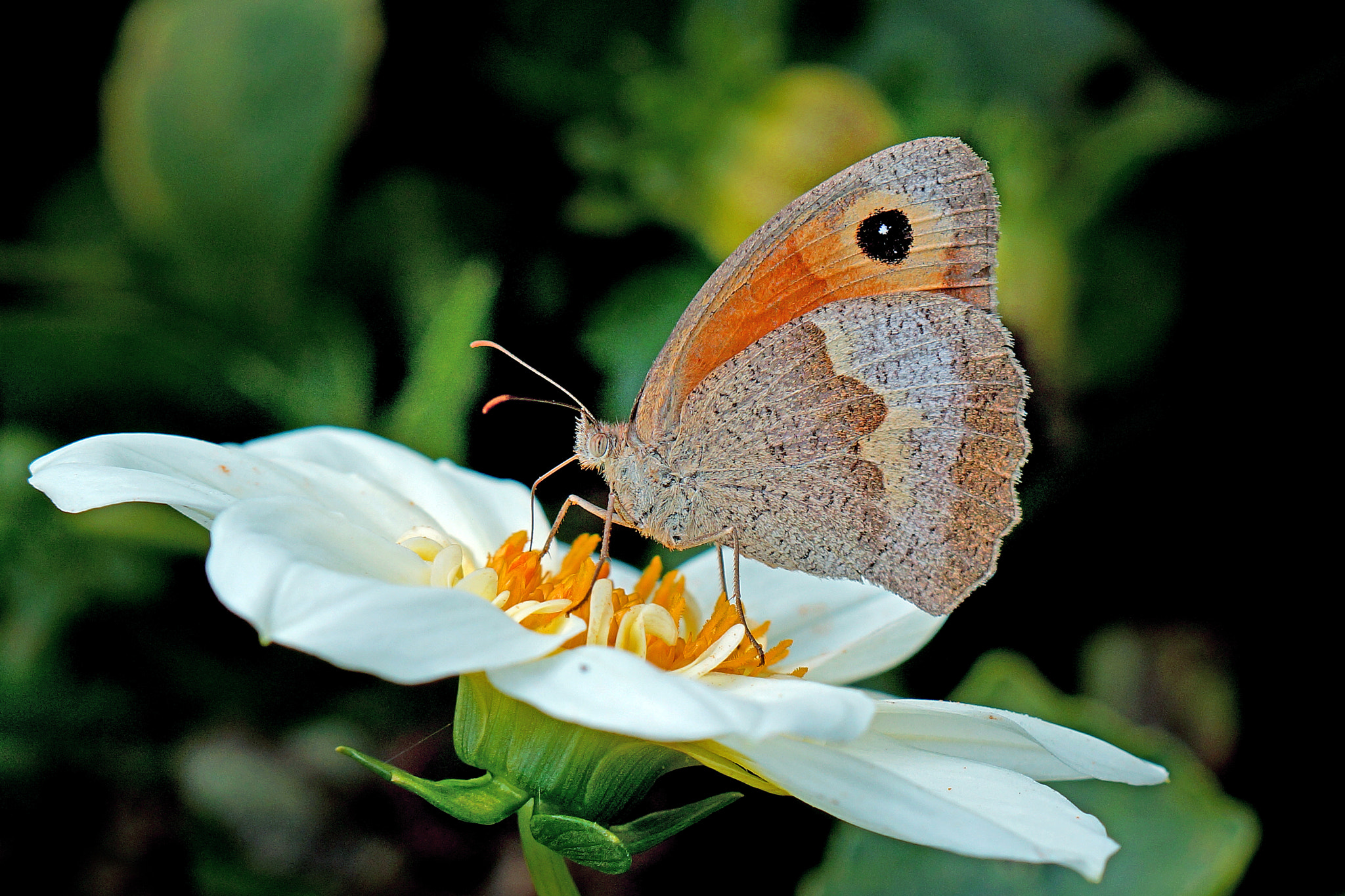 E 50mm F1.8 OSS sample photo. Butterfly photography