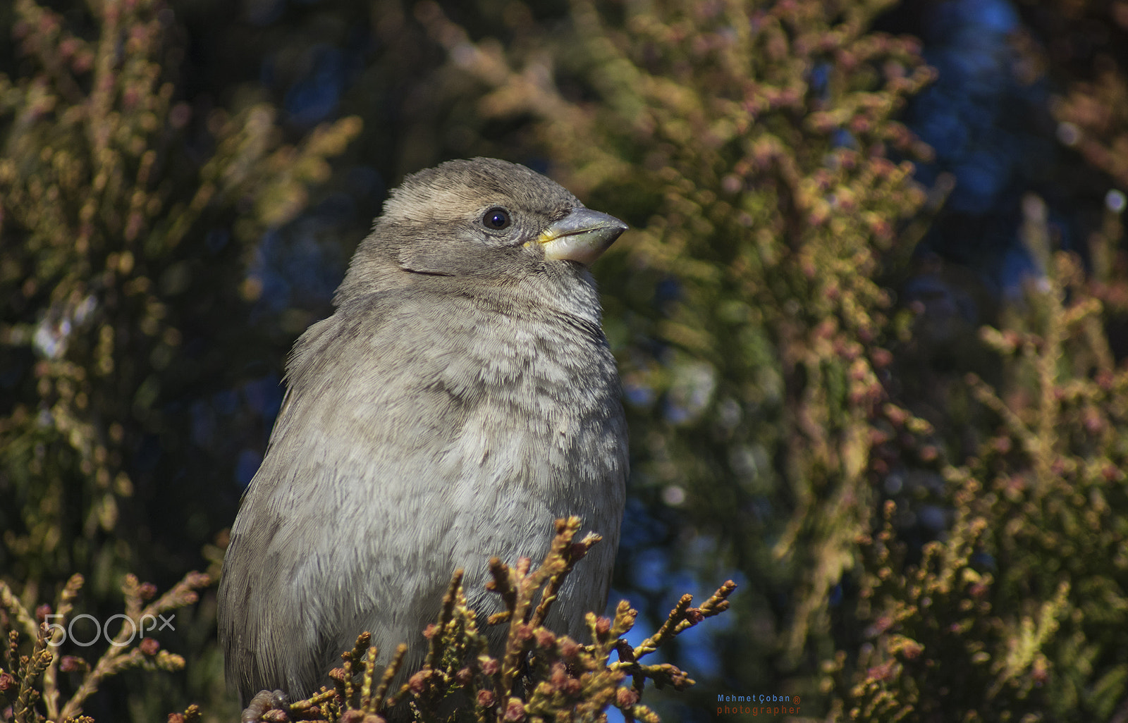 Pentax K-3 II sample photo. Life in the green place photography