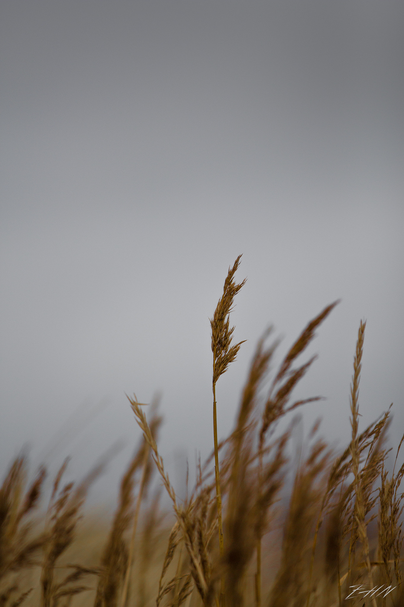 Canon EF 70-200mm F2.8L IS II USM sample photo. Growth photography