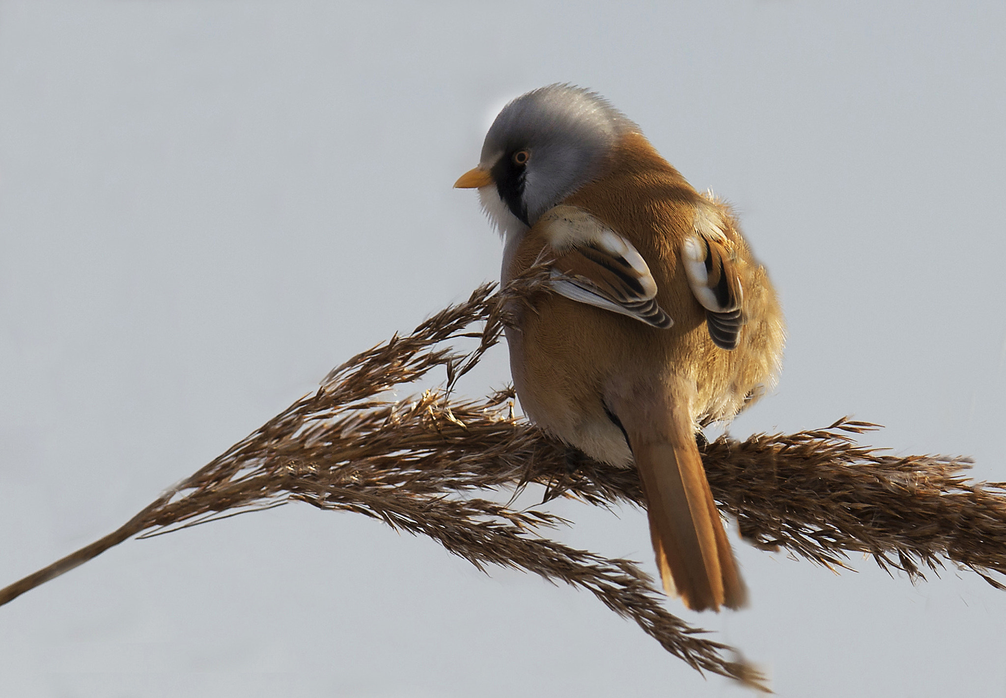 Canon EF 400mm F2.8L IS II USM sample photo. Bearded tit photography