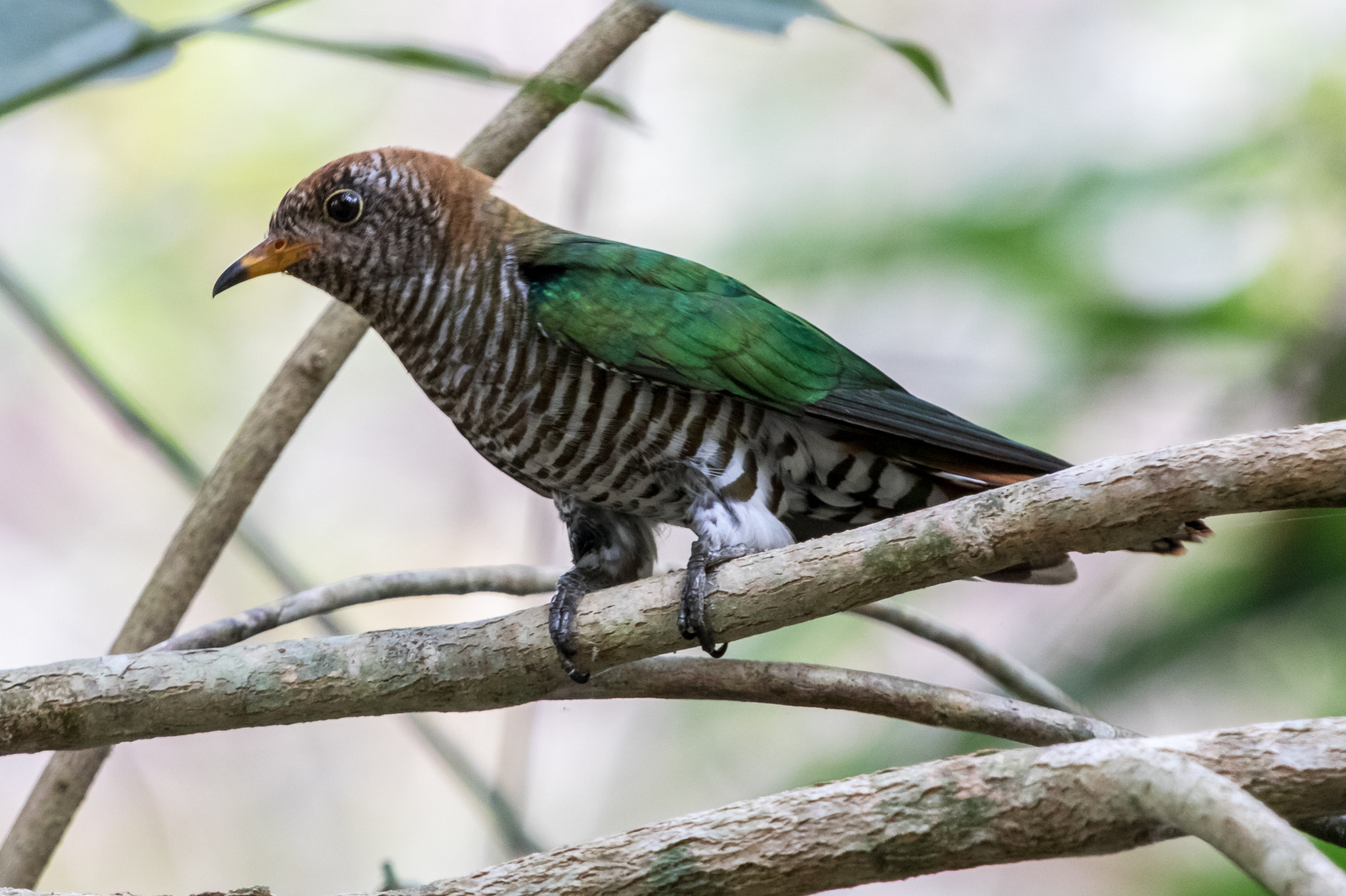 Canon EF 70-200mm F4L IS USM sample photo. Asian emerald cuckoo photography