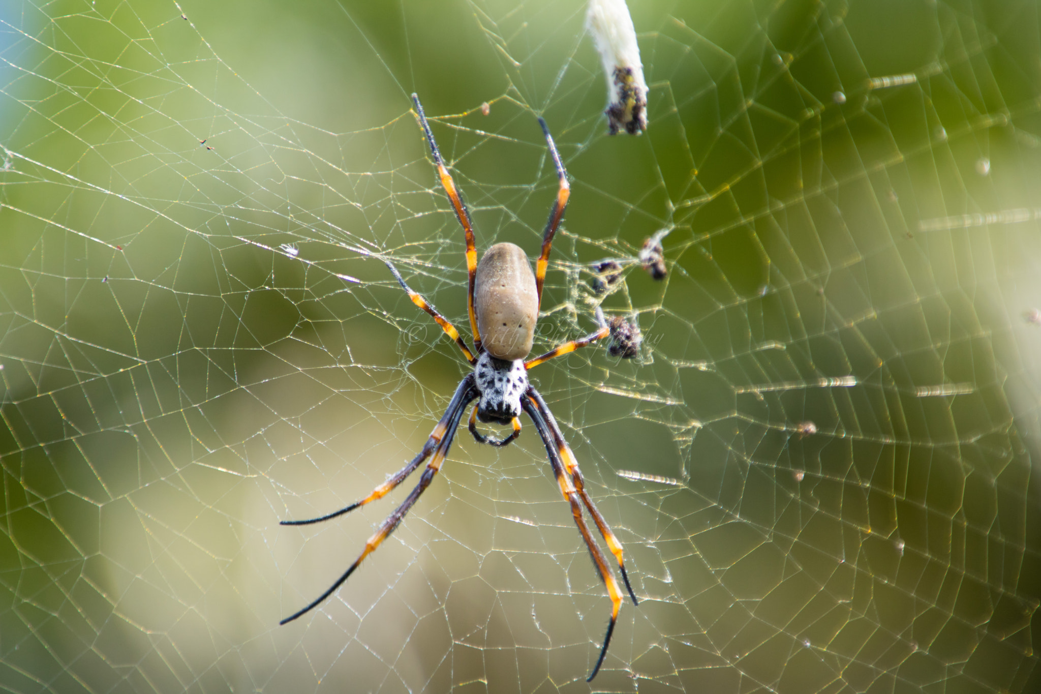 Canon EOS 760D (EOS Rebel T6s / EOS 8000D) + Tamron 16-300mm F3.5-6.3 Di II VC PZD Macro sample photo. Golden orb weaver spider photography