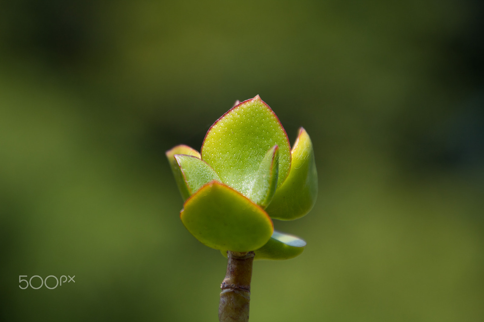 Canon EOS 760D (EOS Rebel T6s / EOS 8000D) sample photo. Succulent plant photography