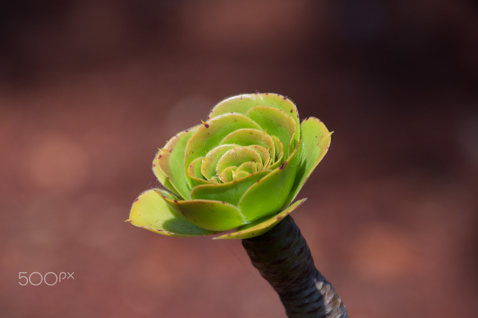 Canon EOS 760D (EOS Rebel T6s / EOS 8000D) sample photo. Succulent plant photography