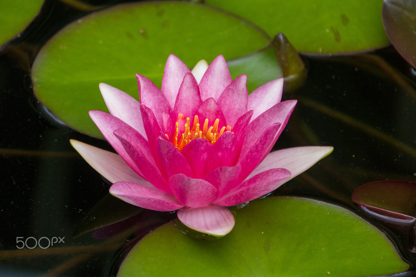 Canon EOS 760D (EOS Rebel T6s / EOS 8000D) sample photo. Nymphaea 'laydekeri fulgens' hardy waterlily photography