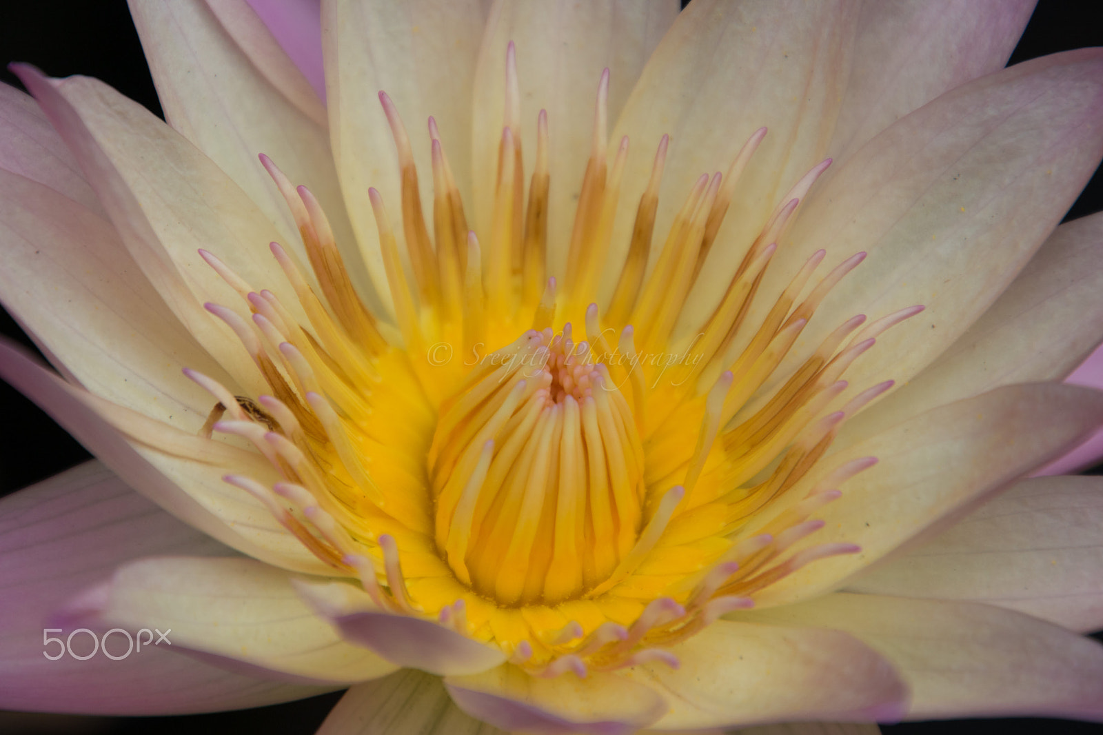 Canon EOS 760D (EOS Rebel T6s / EOS 8000D) sample photo. Water lily photography