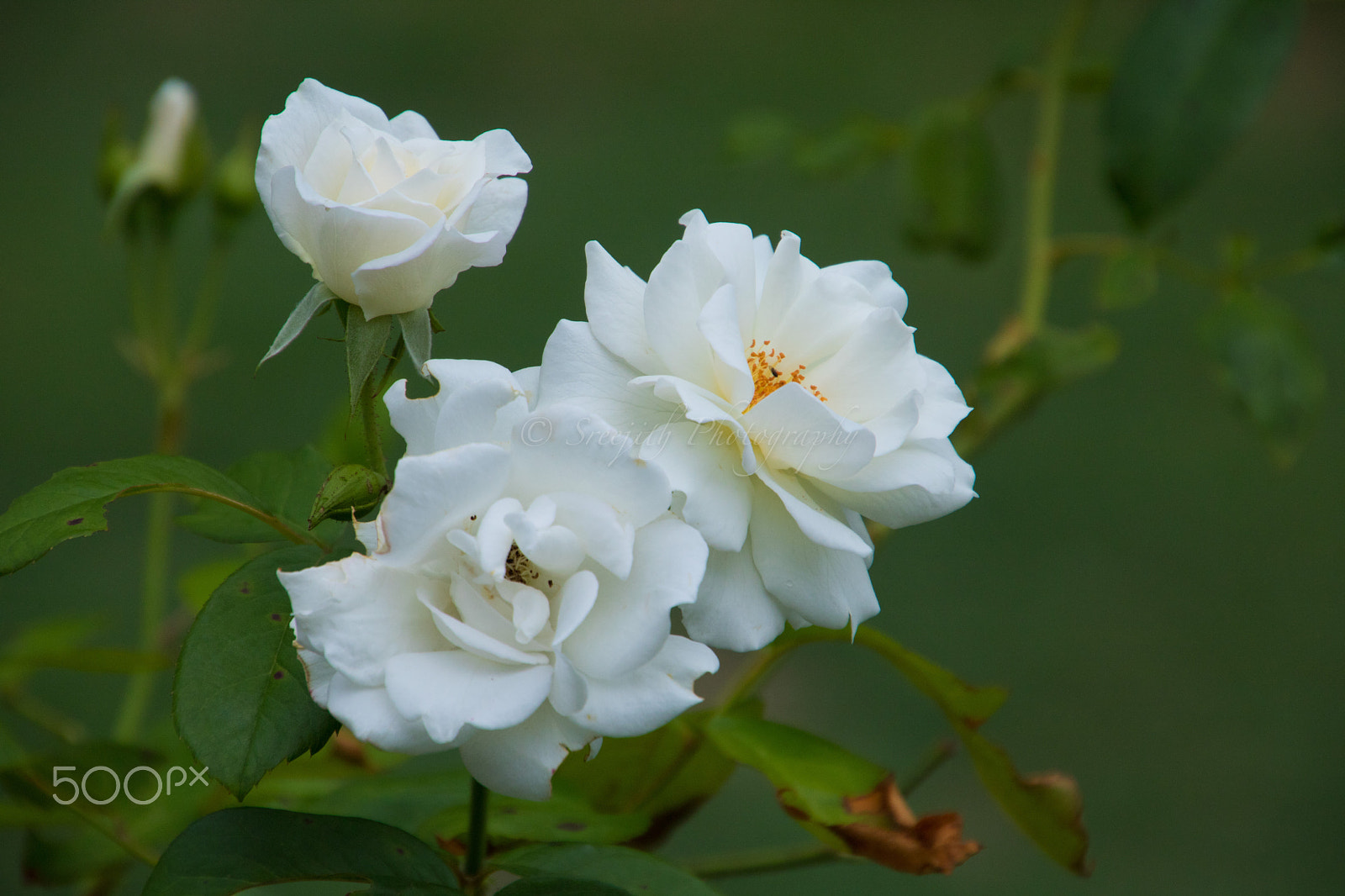 Canon EOS 760D (EOS Rebel T6s / EOS 8000D) sample photo. White rose photography