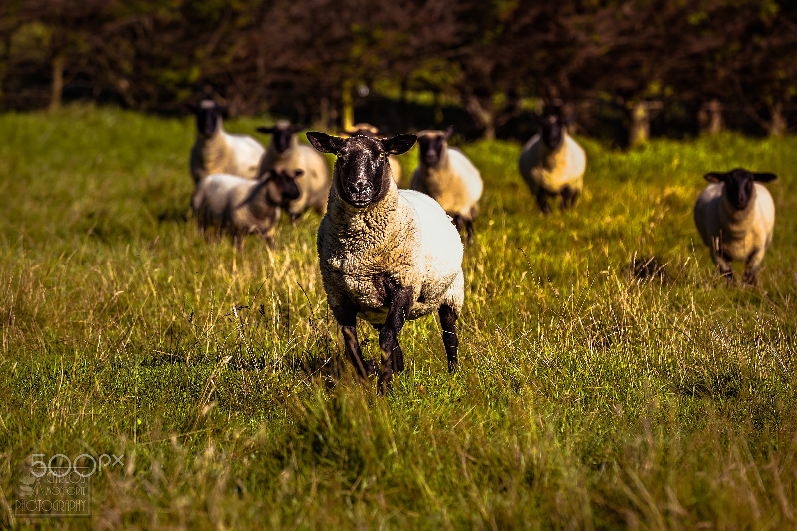 Canon EOS-1D X Mark II sample photo. Lili the sheep alpaca farm nz (of ) photography