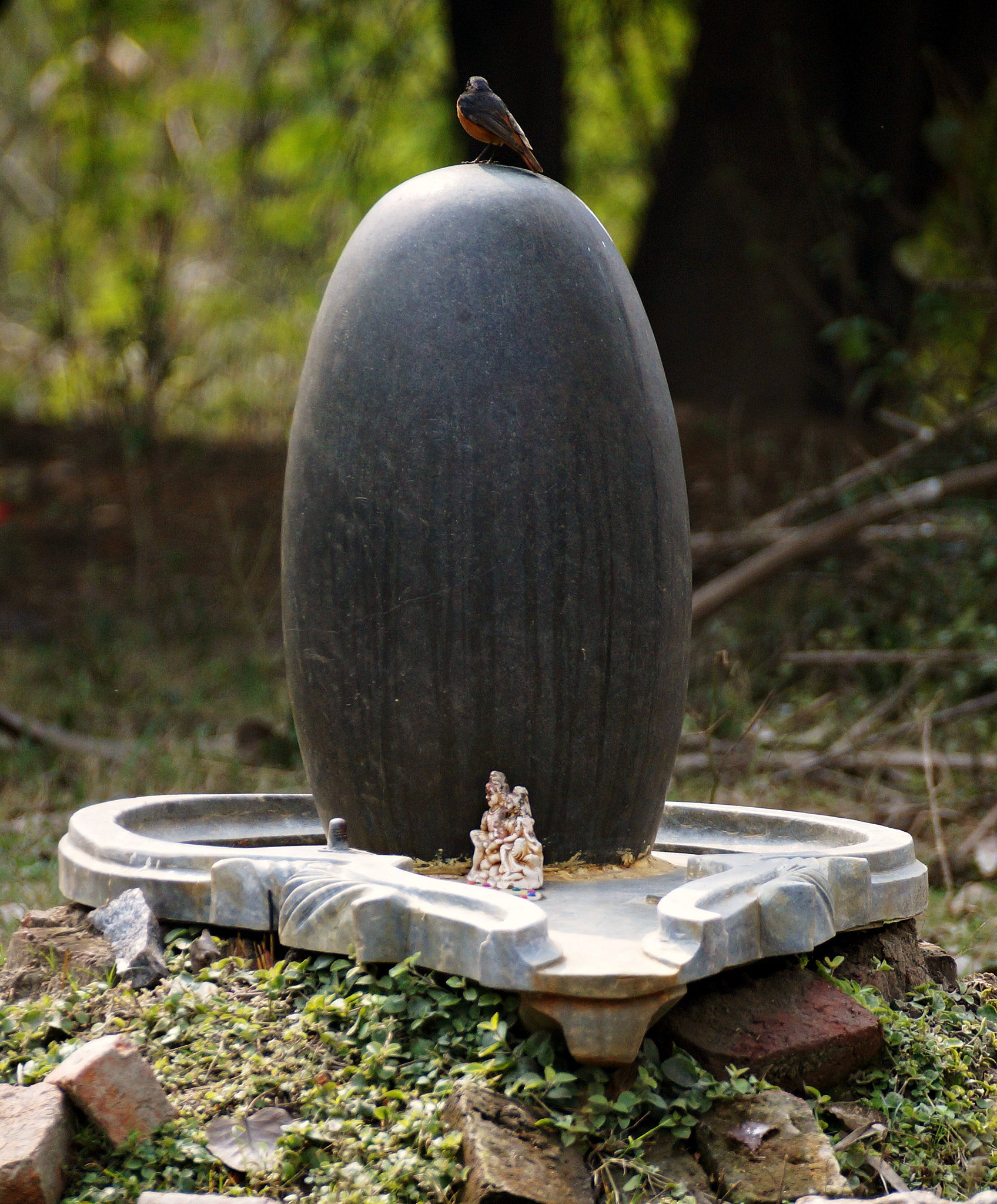 Sony SLT-A57 sample photo. Blessings start for redstart! photography