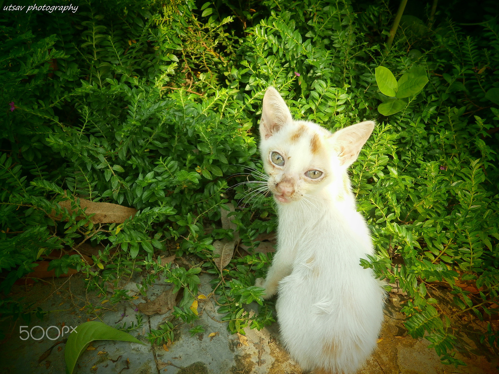 Olympus VG180,D770 sample photo. Cute cat on greeny nature photography