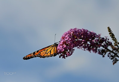 Nikon AF-S Nikkor 50mm F1.4G sample photo. Monarch showing off for the camera photography