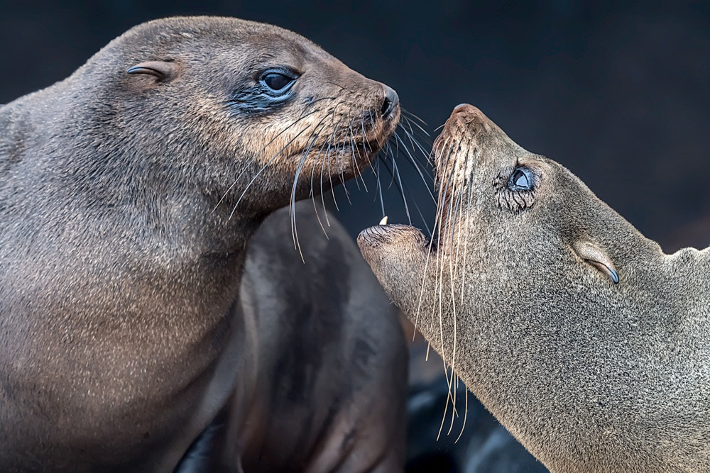 Nikon D5 + Nikon AF-S Nikkor 600mm F4E FL ED VR sample photo. Kiss me. photography