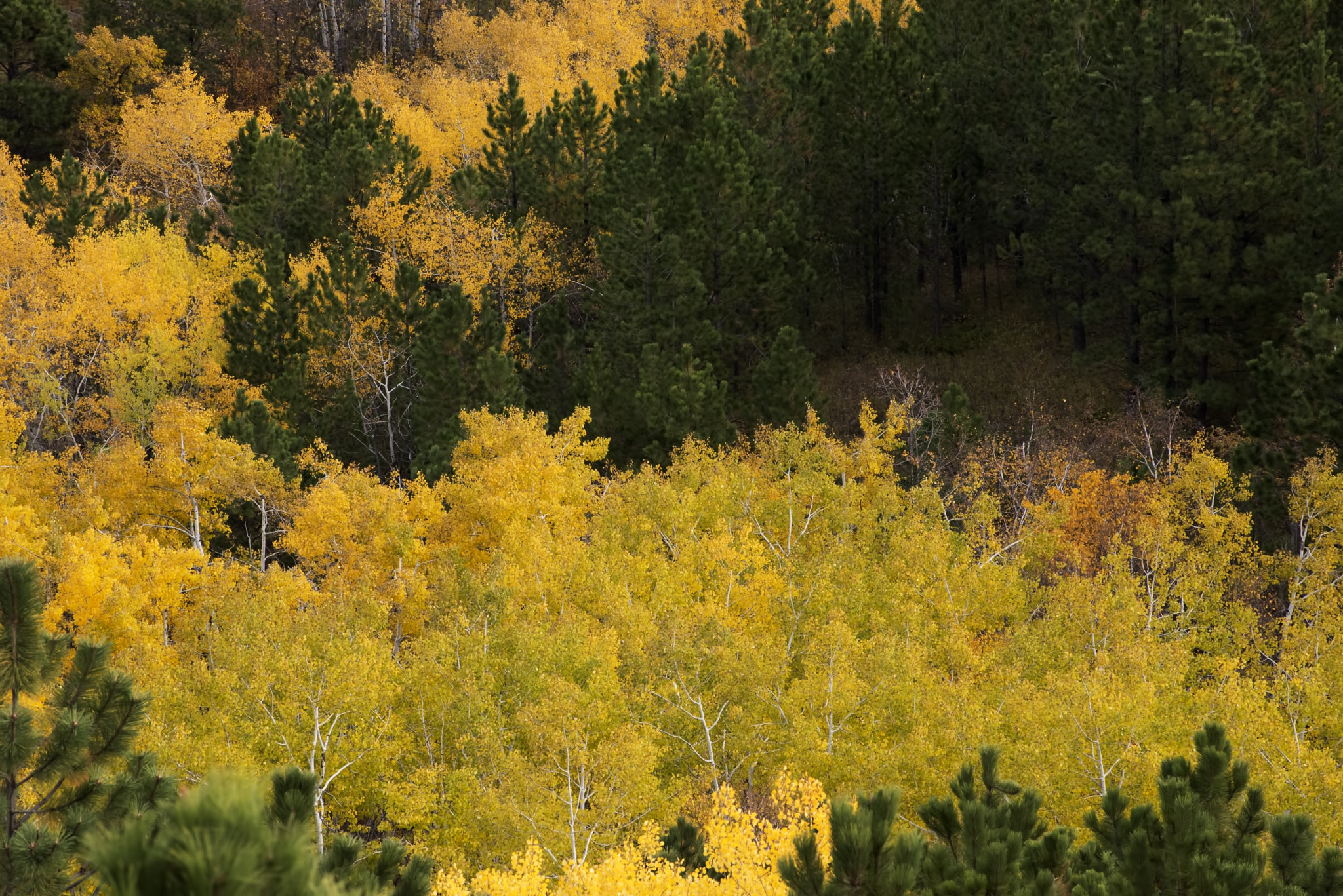 Nikon D600 sample photo. Autumn glory (1) photography