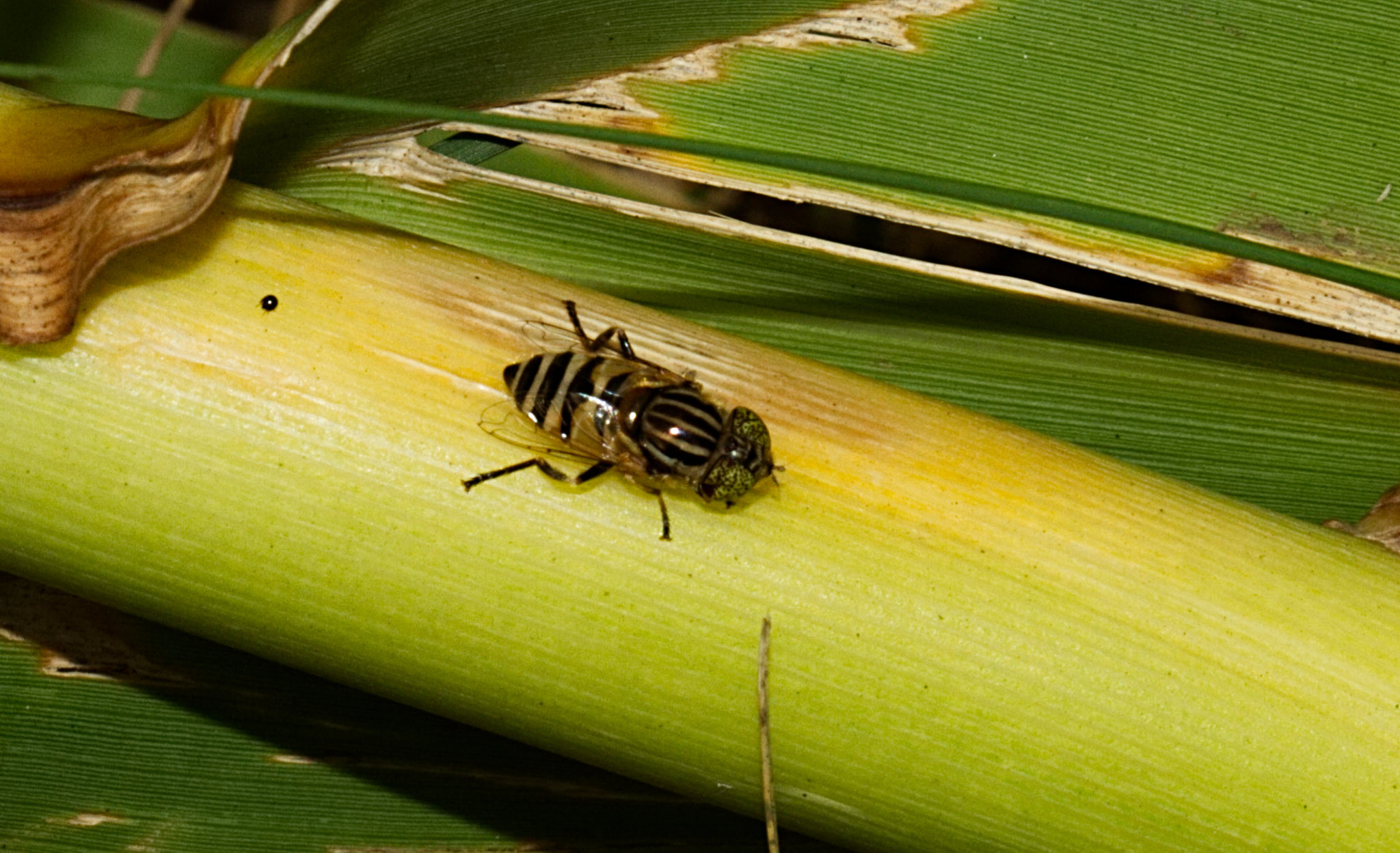 Canon EOS 7D sample photo. Hoverfly on reed photography