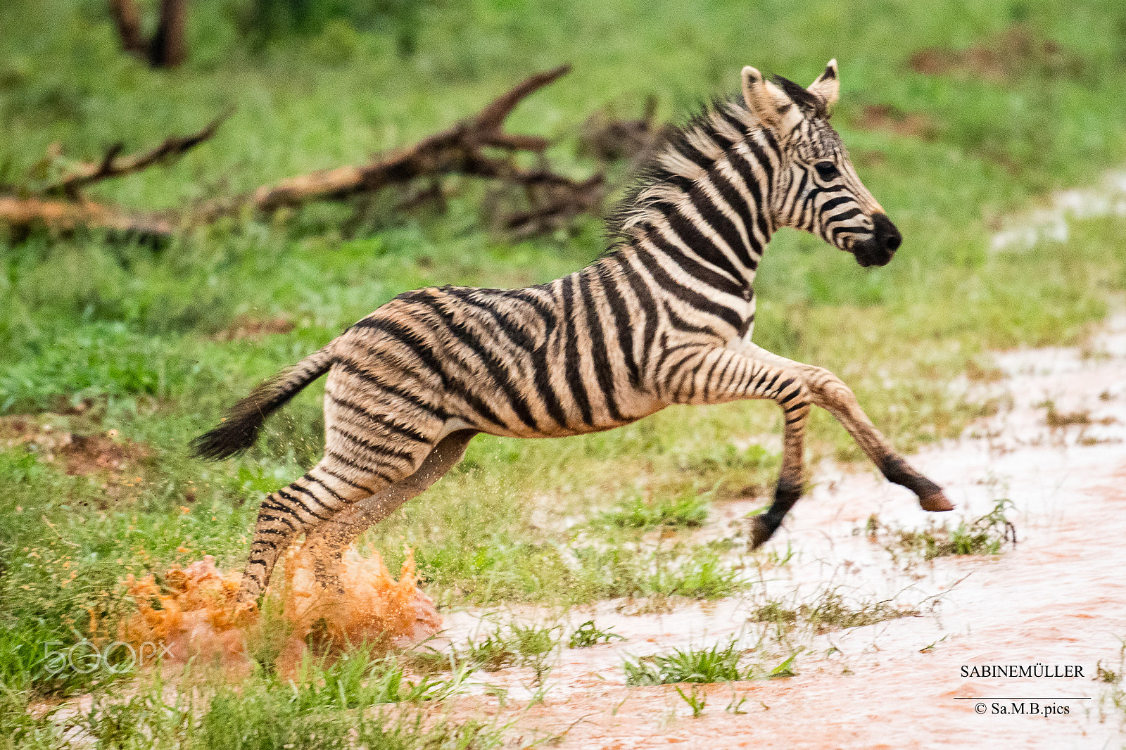 Nikon AF-S Nikkor 70-200mm F2.8G ED VR II sample photo. Little stripes photography