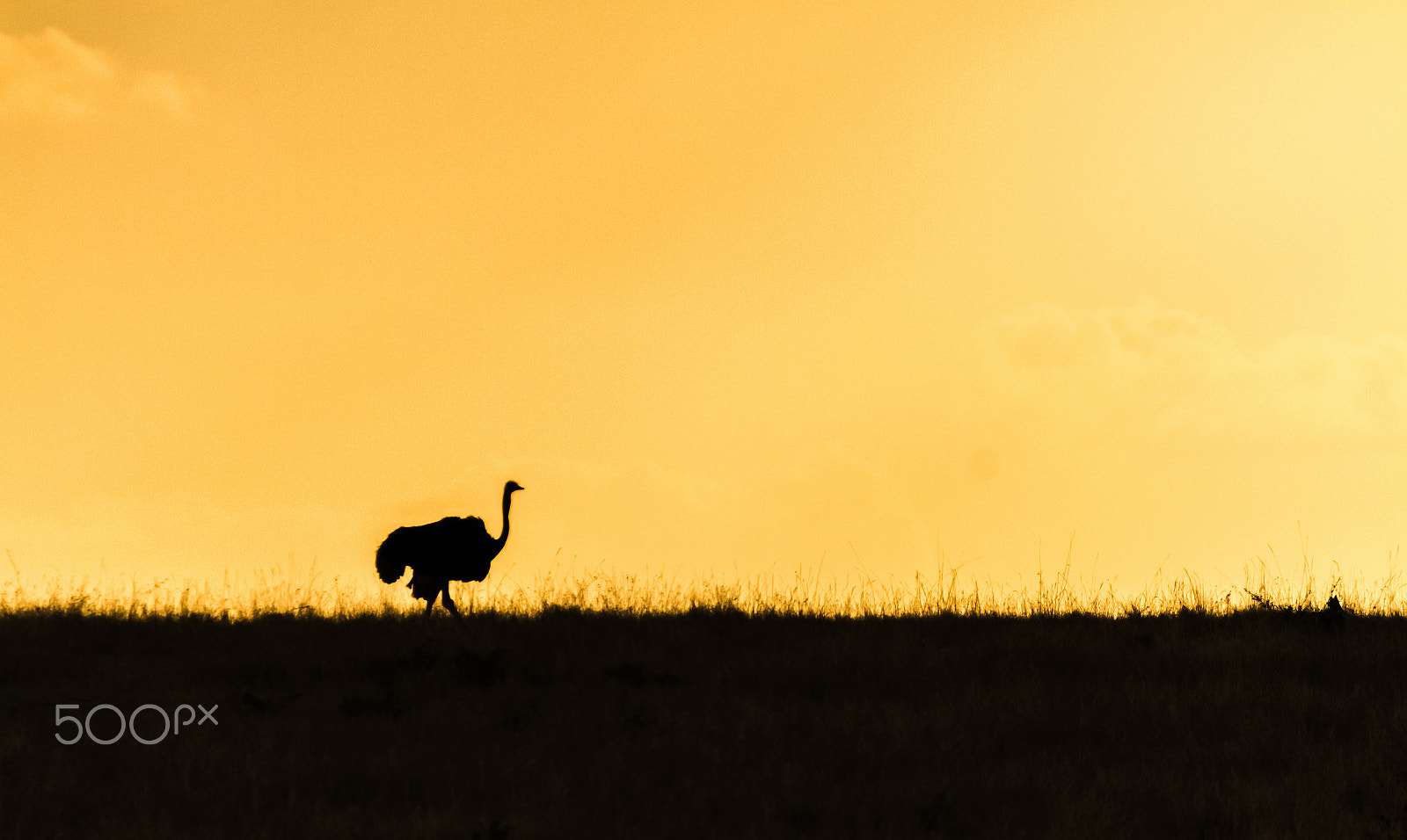 Canon EOS 7D sample photo. A silhouette of an ostrich photography