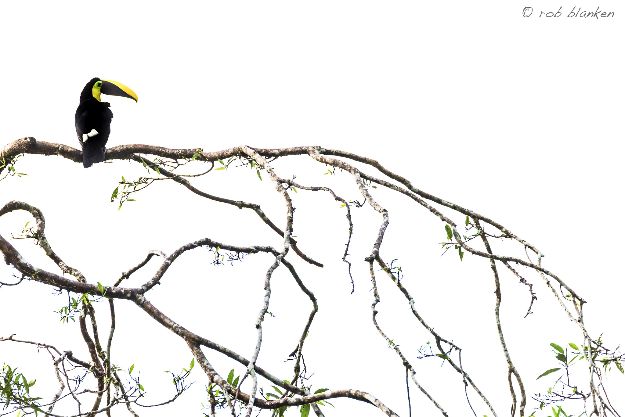 Sigma 150-600mm F5-6.3 DG OS HSM | S sample photo. Black-mandibled toucan photography