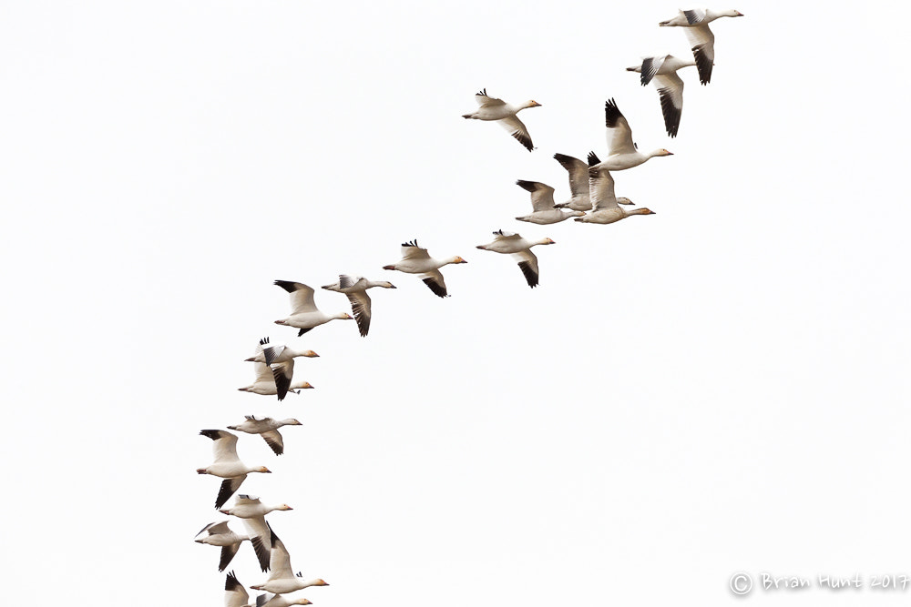 Canon EF 500mm F4L IS II USM sample photo. Team work photography