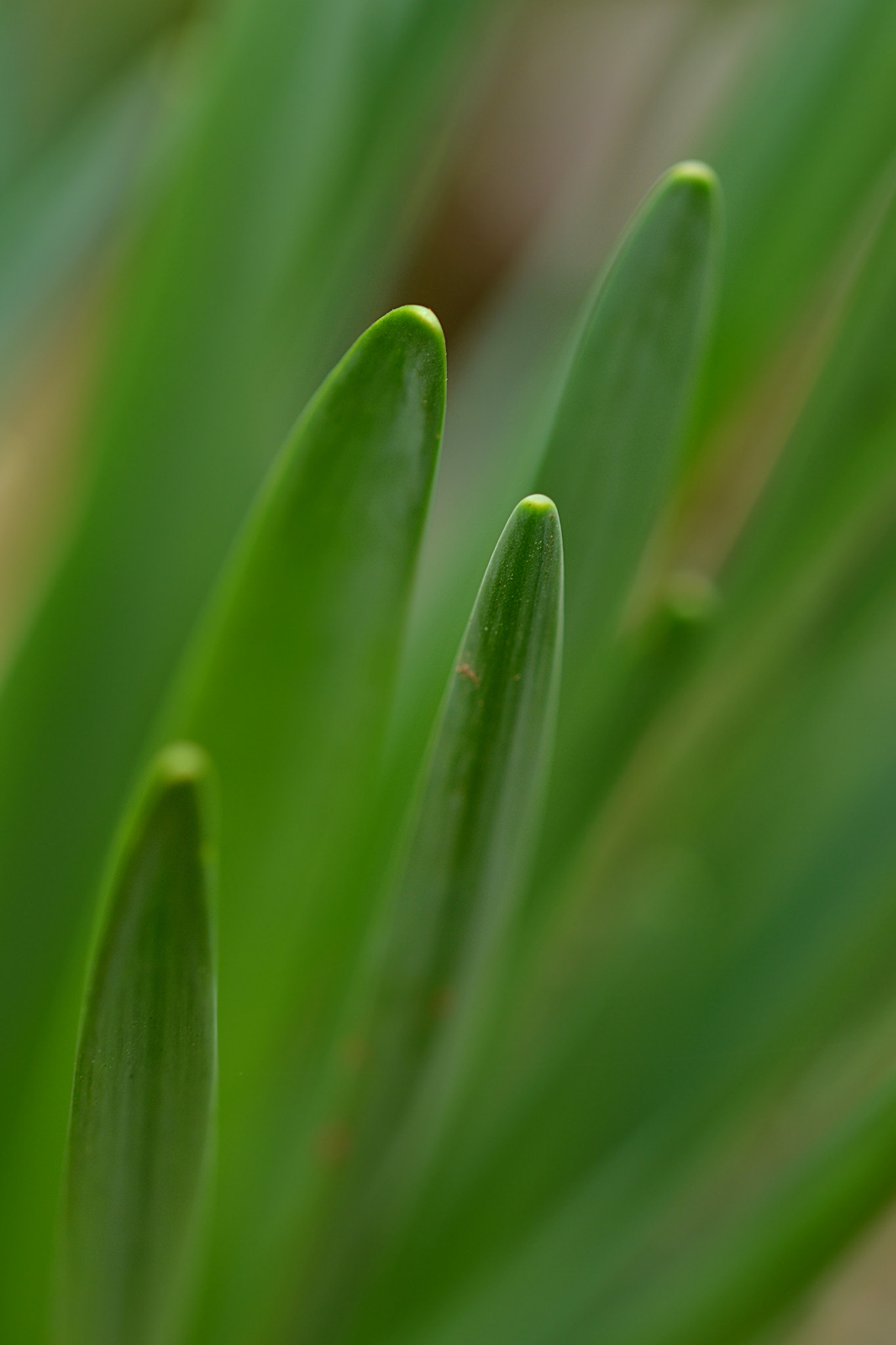 Sigma 105mm F2.8 EX DG OS HSM sample photo. Lily photography