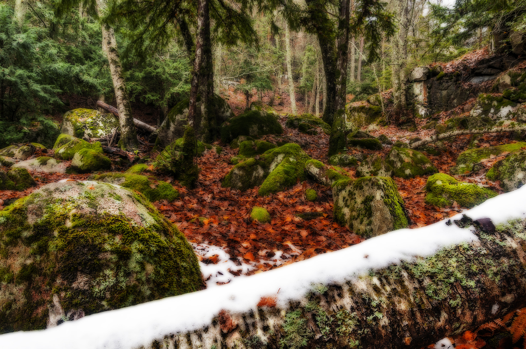 Sigma 17-50mm F2.8 EX DC OS HSM sample photo. 00143canenci photography