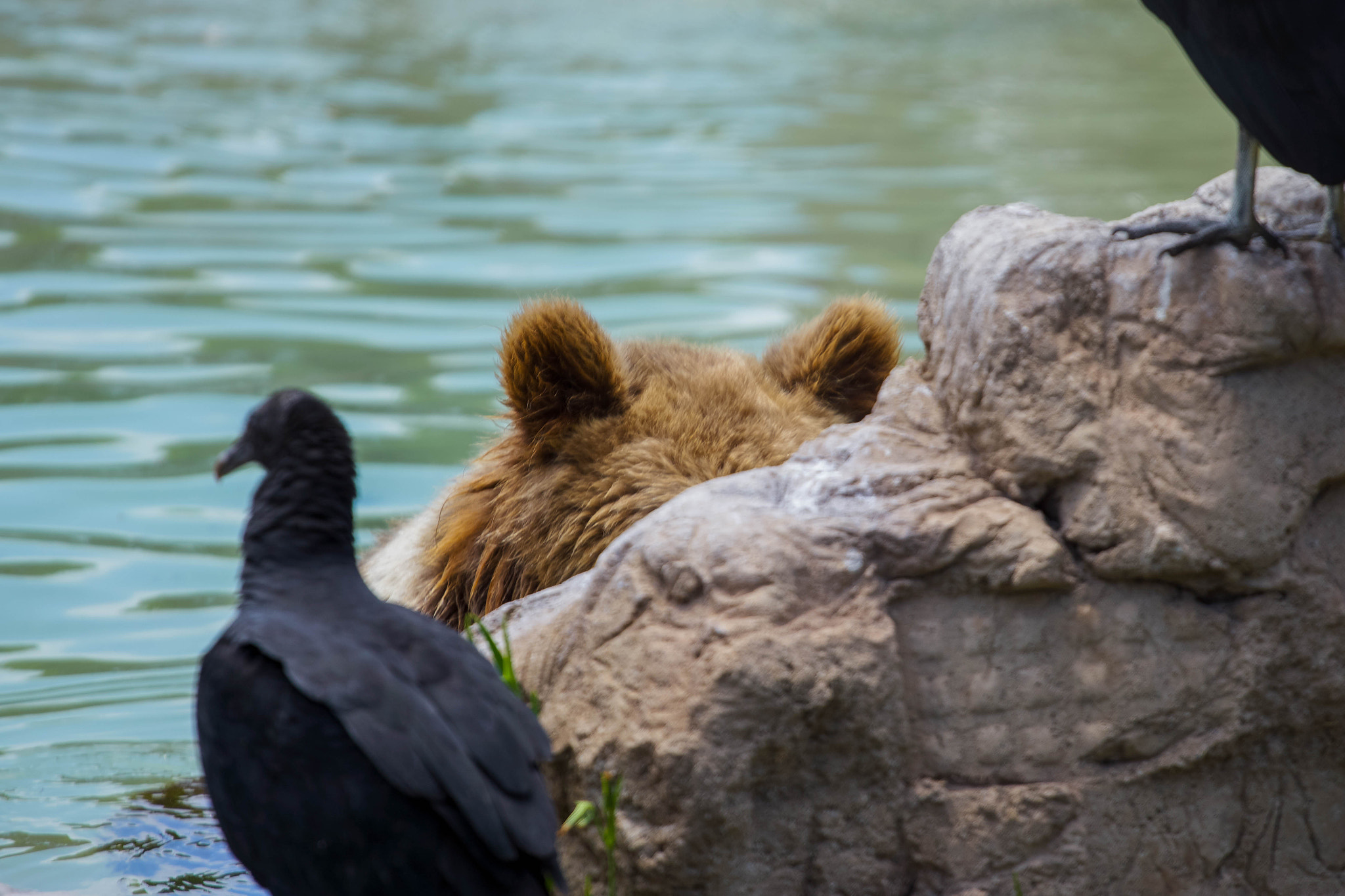 Sony DT 50mm F1.8 SAM sample photo. Bear photography