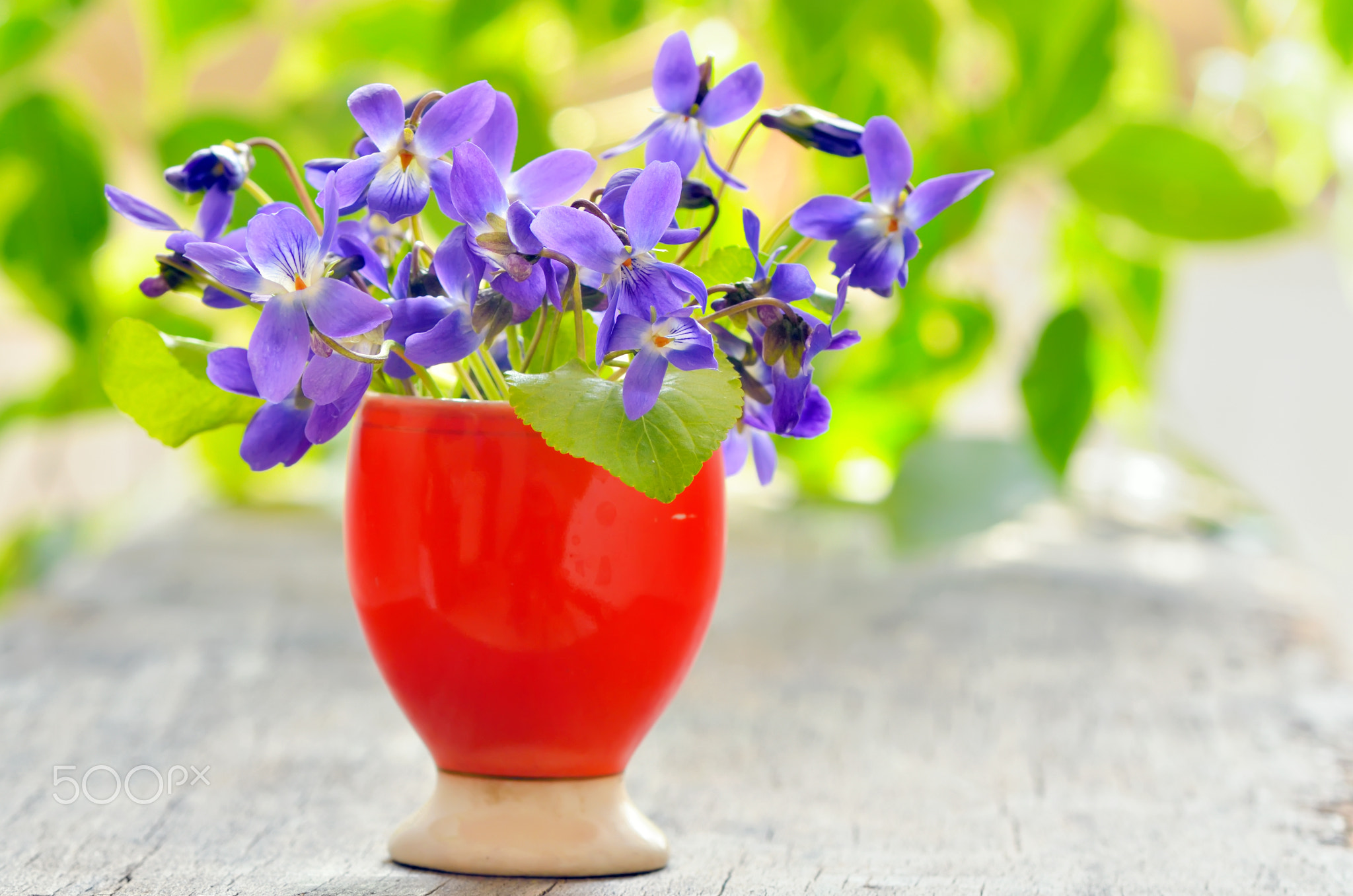 violets flowers (Viola odorata)