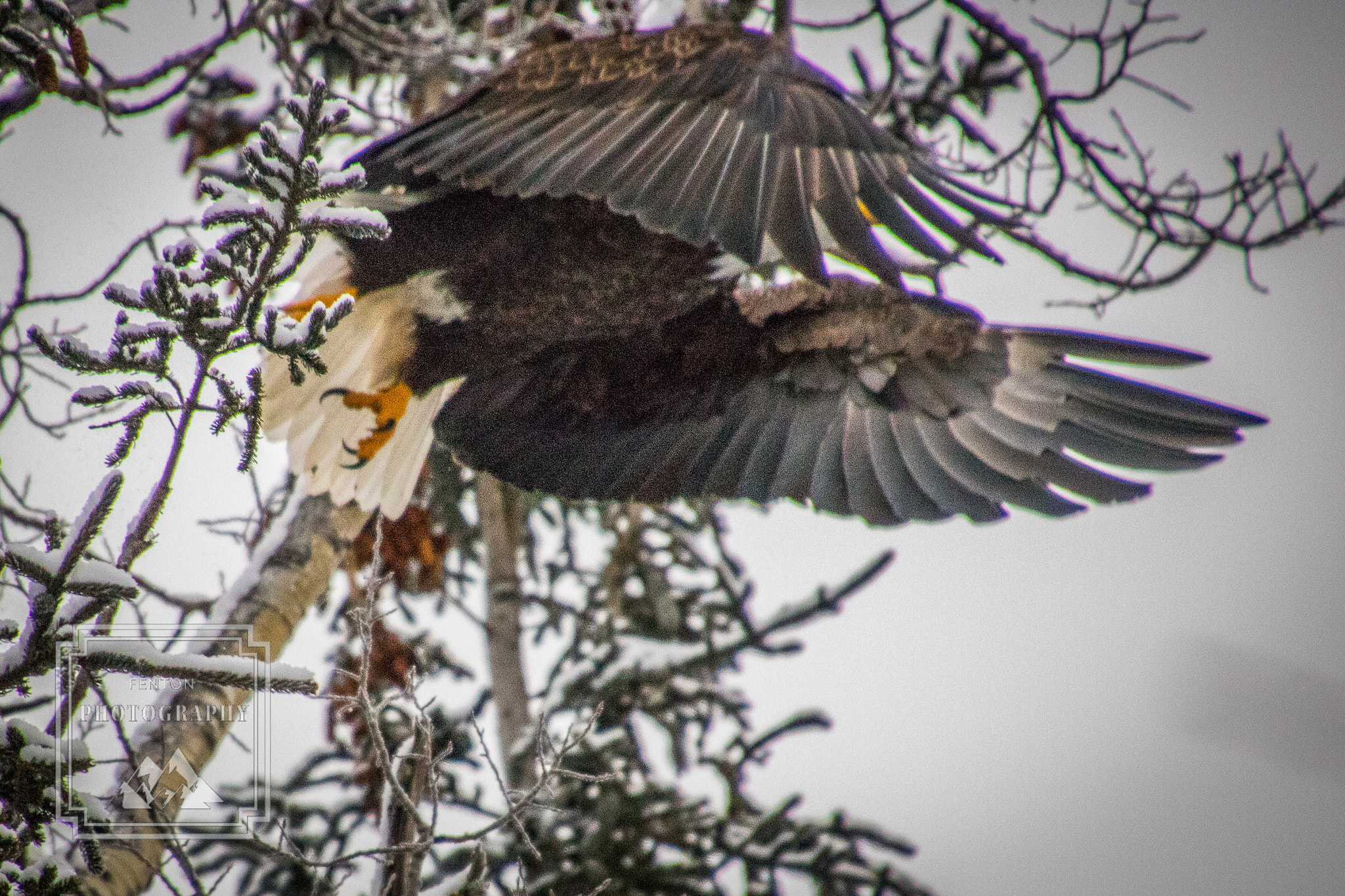 Canon EOS 760D (EOS Rebel T6s / EOS 8000D) sample photo. Taking flight photography