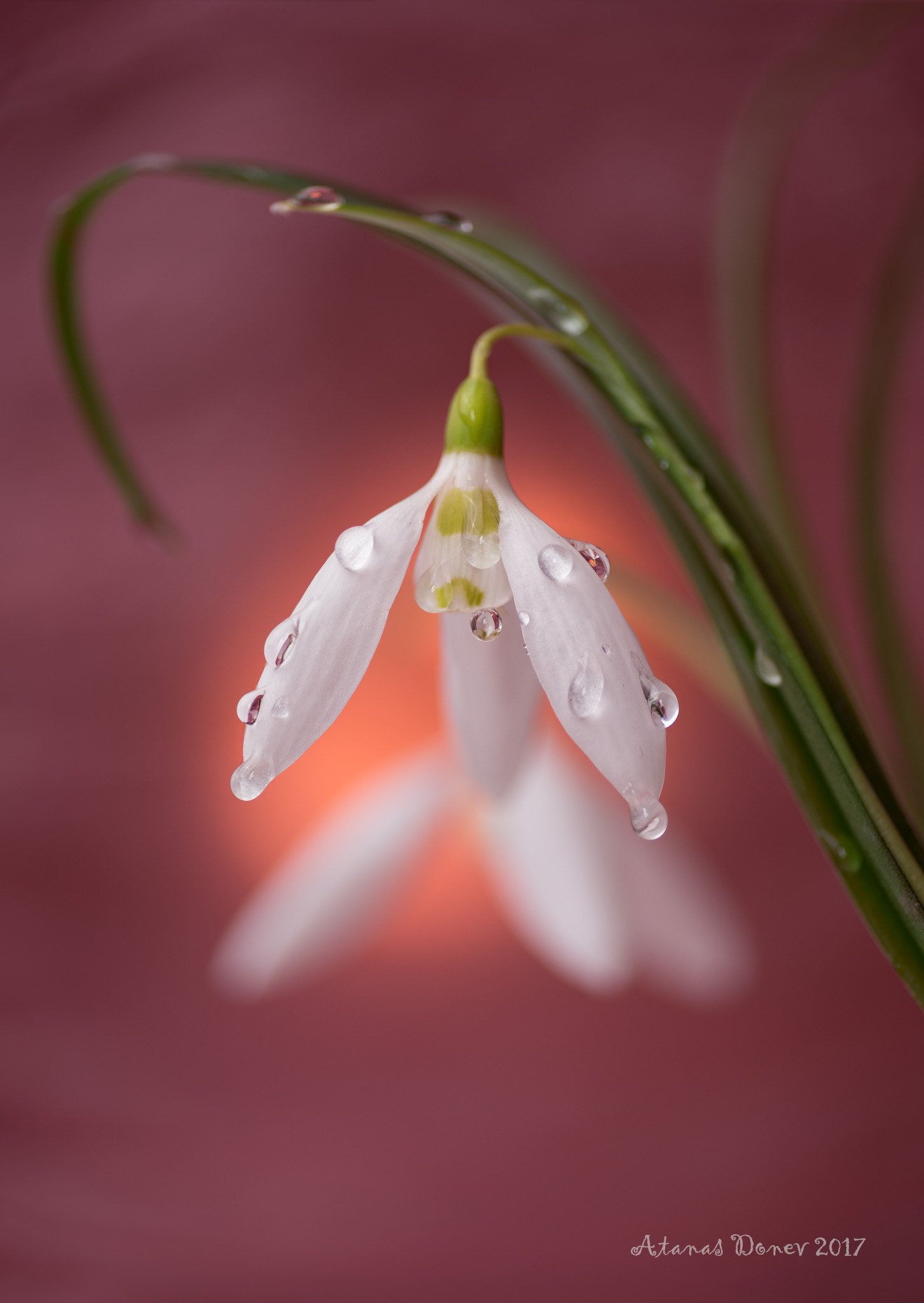 Tokina AT-X Pro 100mm F2.8 Macro sample photo. Awaking photography