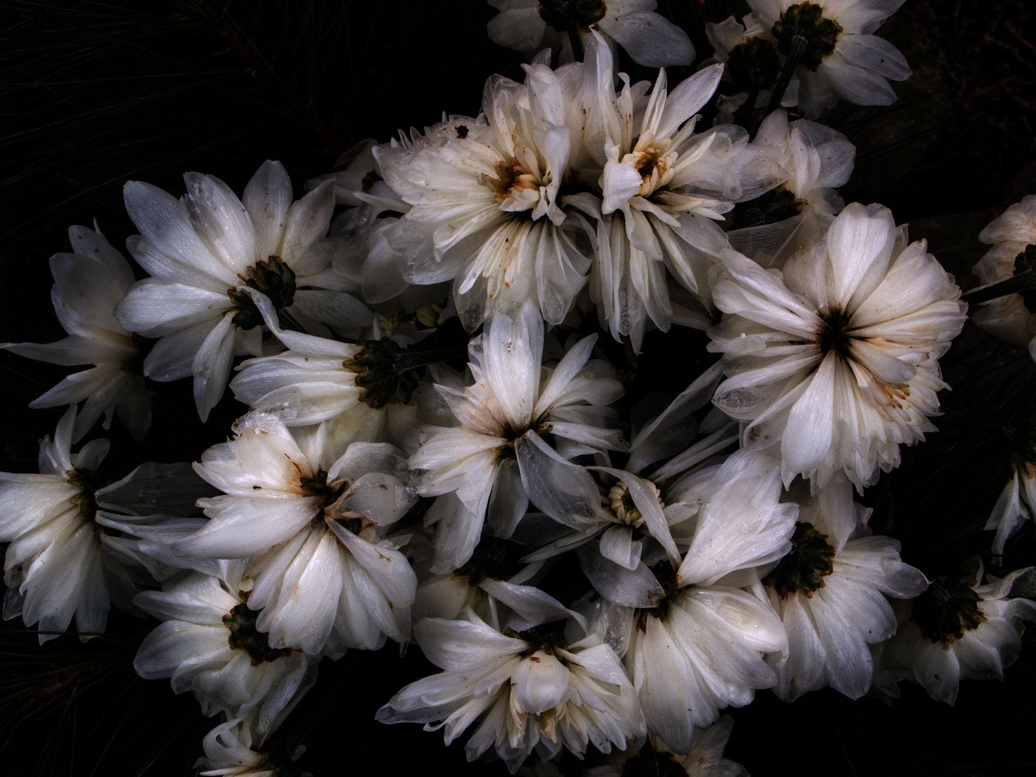 Olympus PEN E-PL1 sample photo. Flowerpower is gone photography