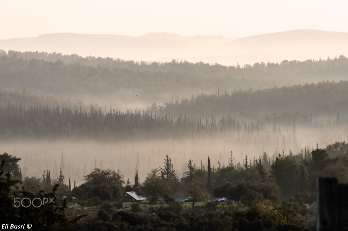 Nikon D300S sample photo. Foggy morning photography