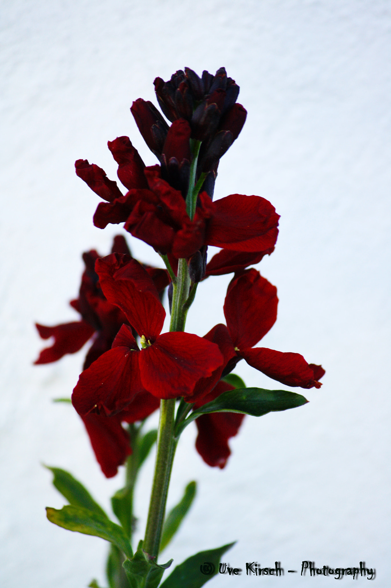 Canon EF-S 55-250mm F4-5.6 IS sample photo. Against the wall photography