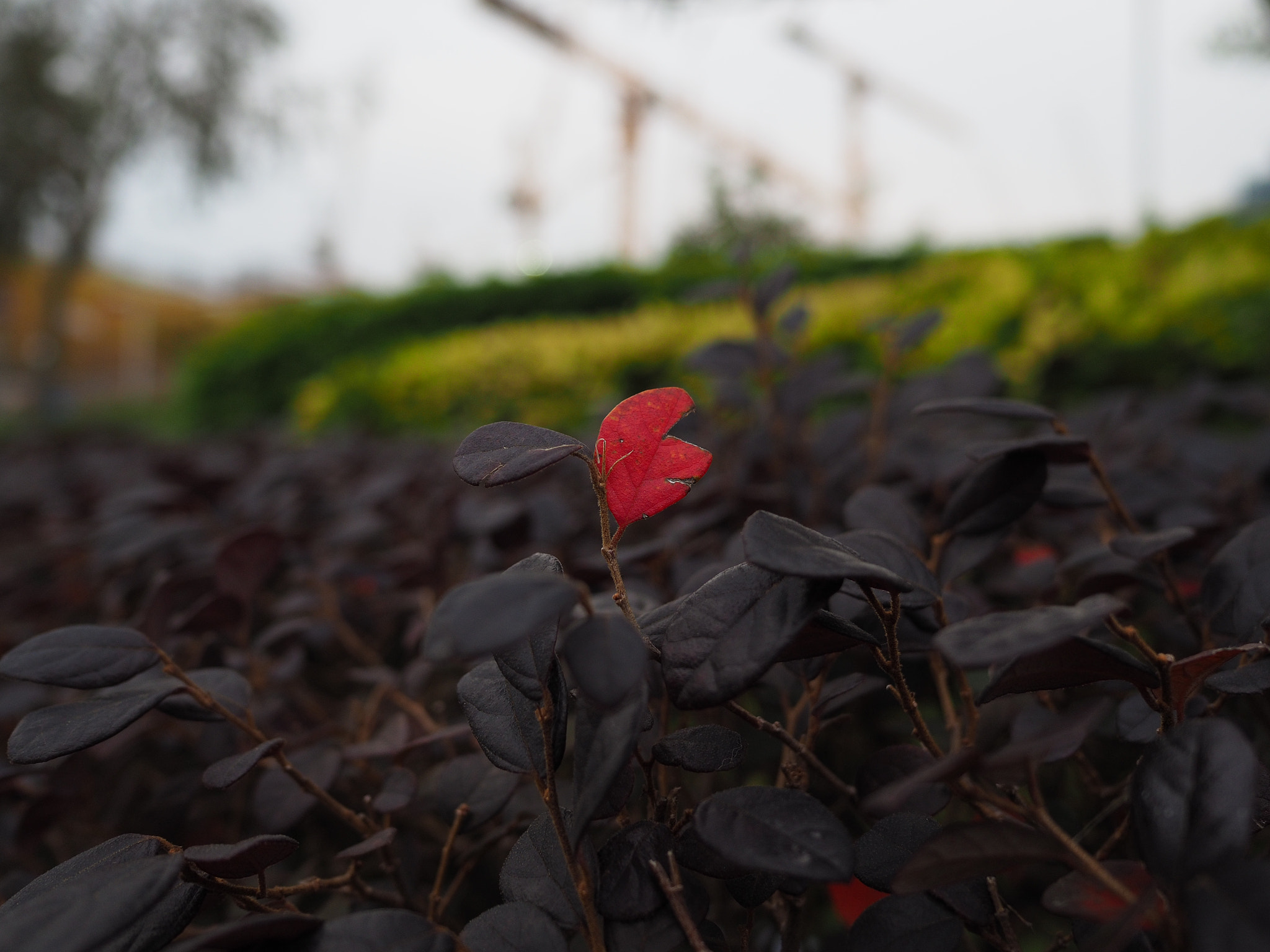 LEICA DG SUMMILUX 15/F1.7 sample photo. Stand out photography