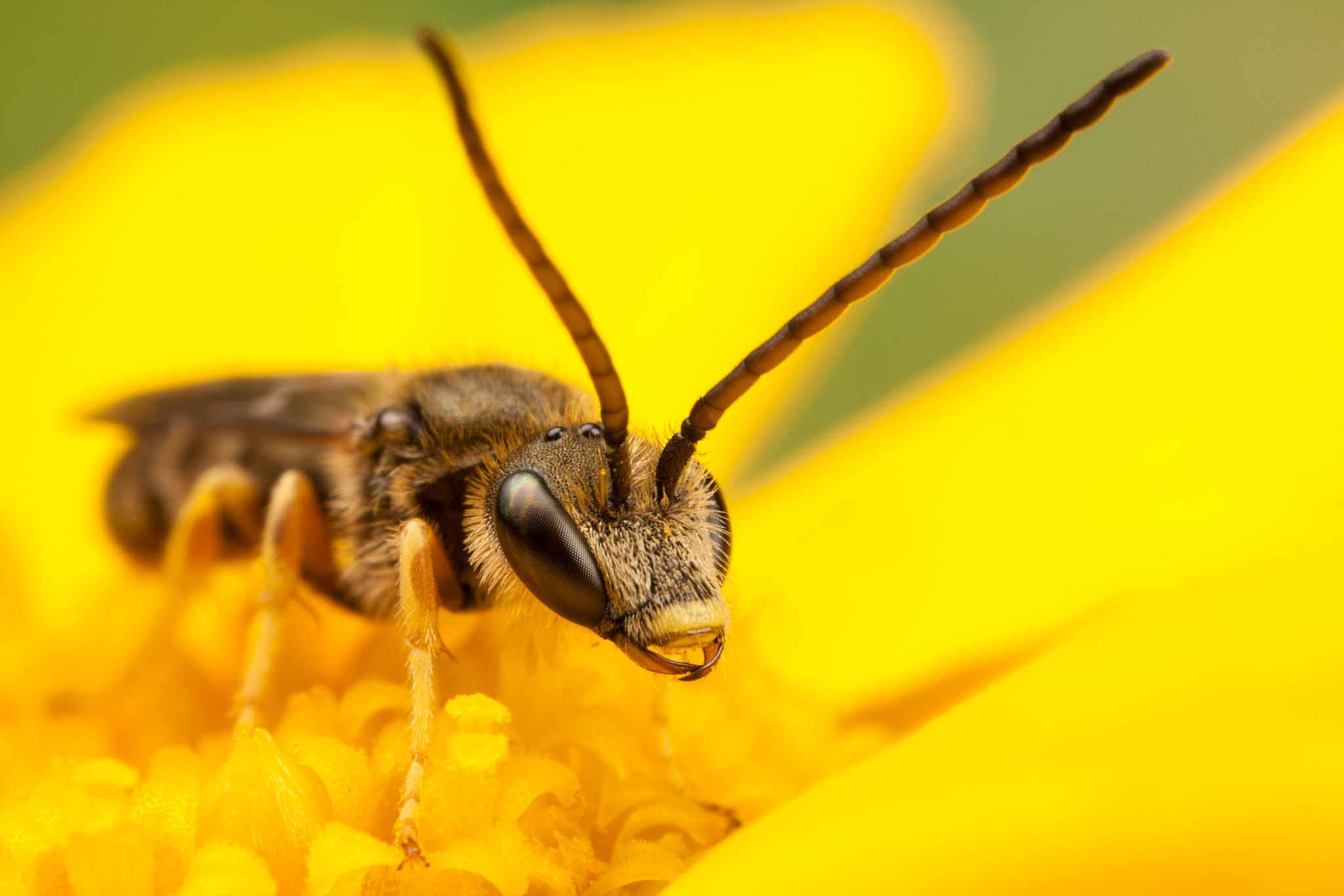 Canon EOS 5D Mark II + Canon MP-E 65mm F2.5 1-5x Macro Photo sample photo. Sweat bee photography