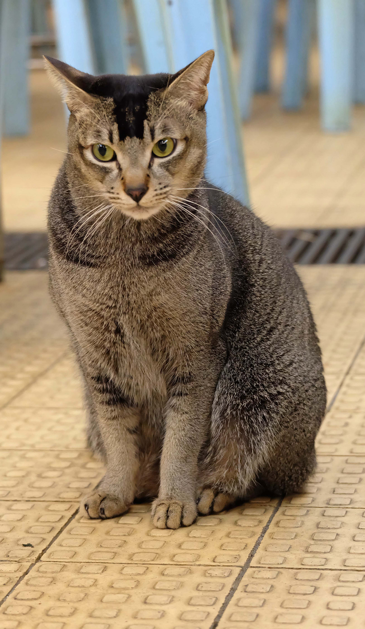 Fujifilm X-A1 + Fujifilm XC 50-230mm F4.5-6.7 OIS sample photo. Dscf photography