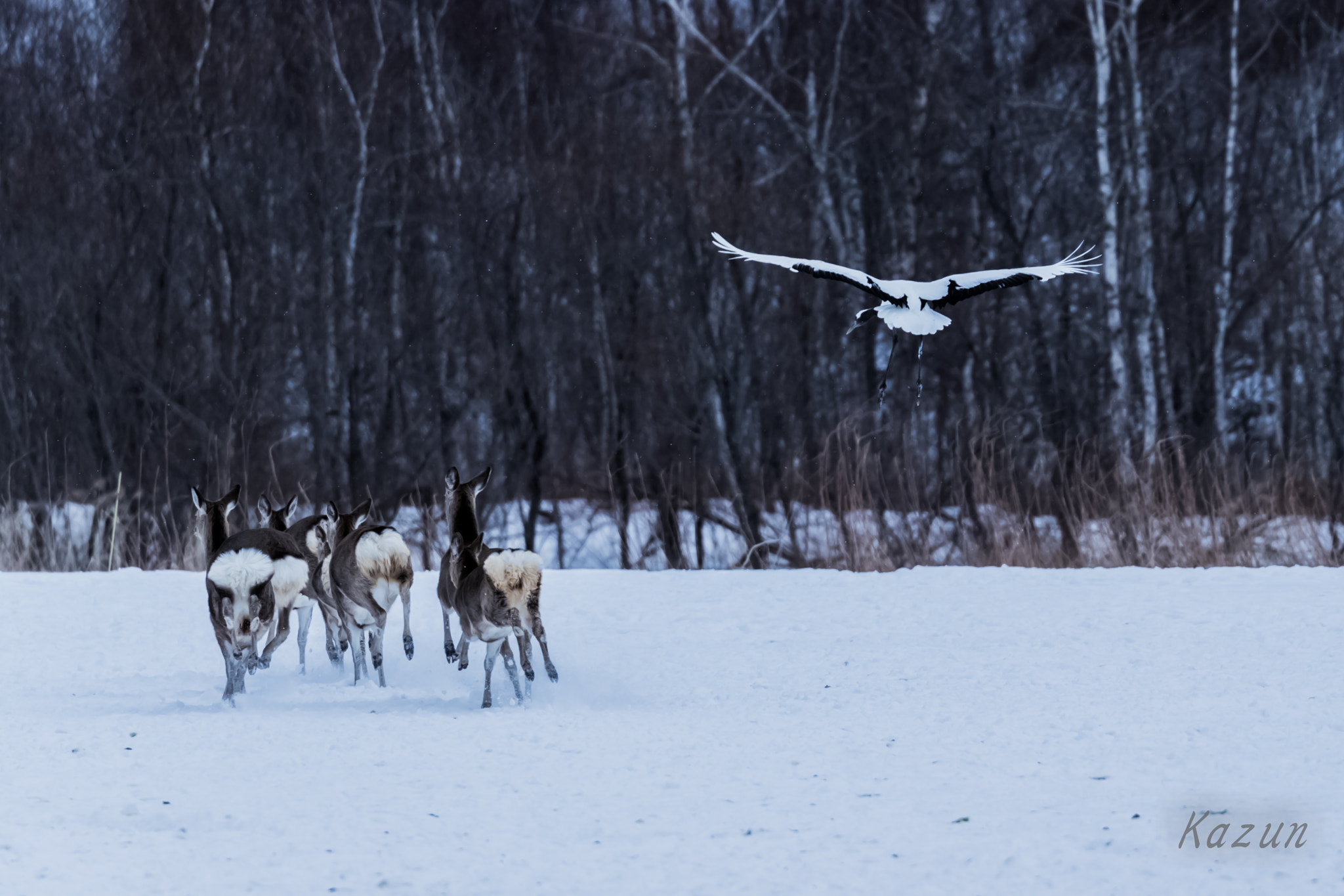 Canon EOS-1D X Mark II sample photo. A deer crane photography