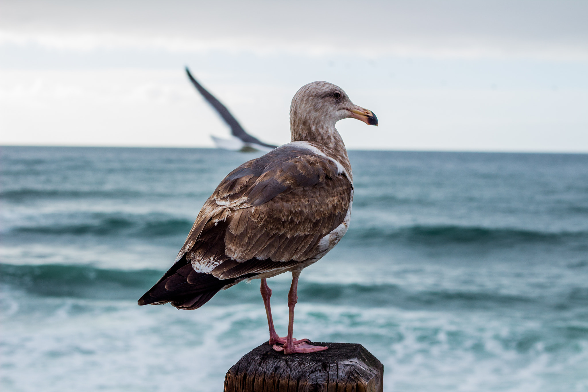 Canon EOS 1300D (EOS Rebel T6 / EOS Kiss X80) sample photo. Seagull by the shore photography
