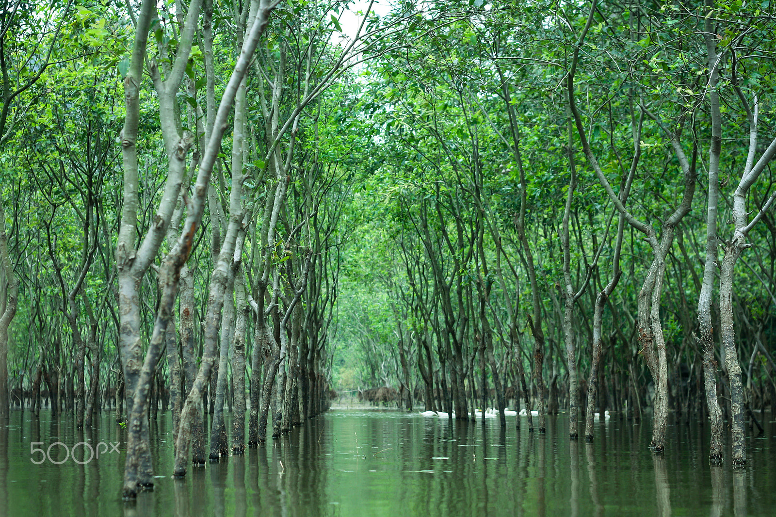 Canon EOS 450D (EOS Rebel XSi / EOS Kiss X2) sample photo. Trees in quan son lake in hanoi photography