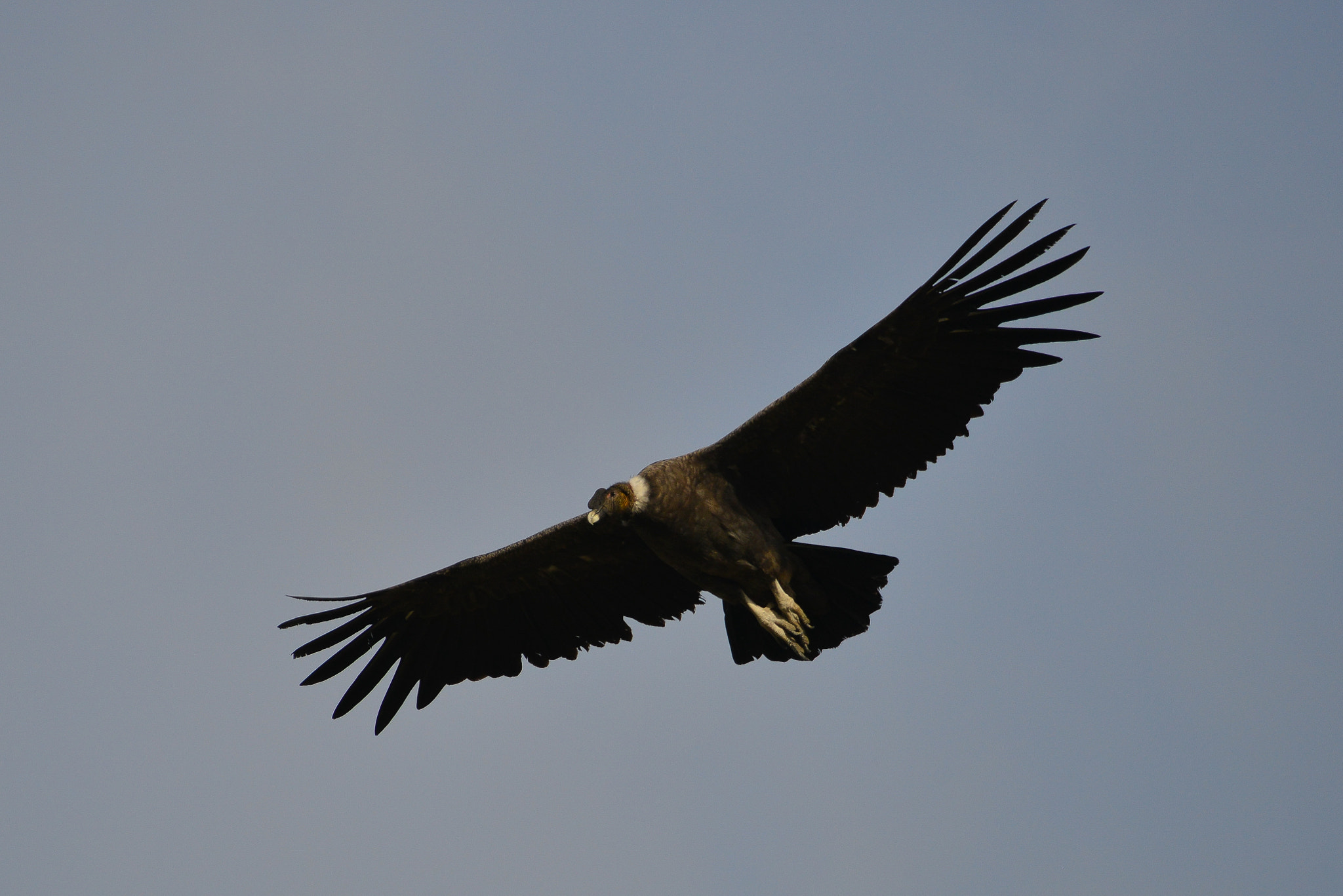 Sigma 150-600mm F5-6.3 DG OS HSM | S sample photo. Condor torres photography