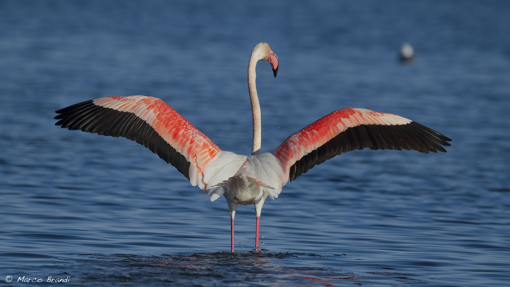 Nikon D7000 + Sigma 150-600mm F5-6.3 DG OS HSM | S sample photo. Fenicottero rosa - greater flamingo photography