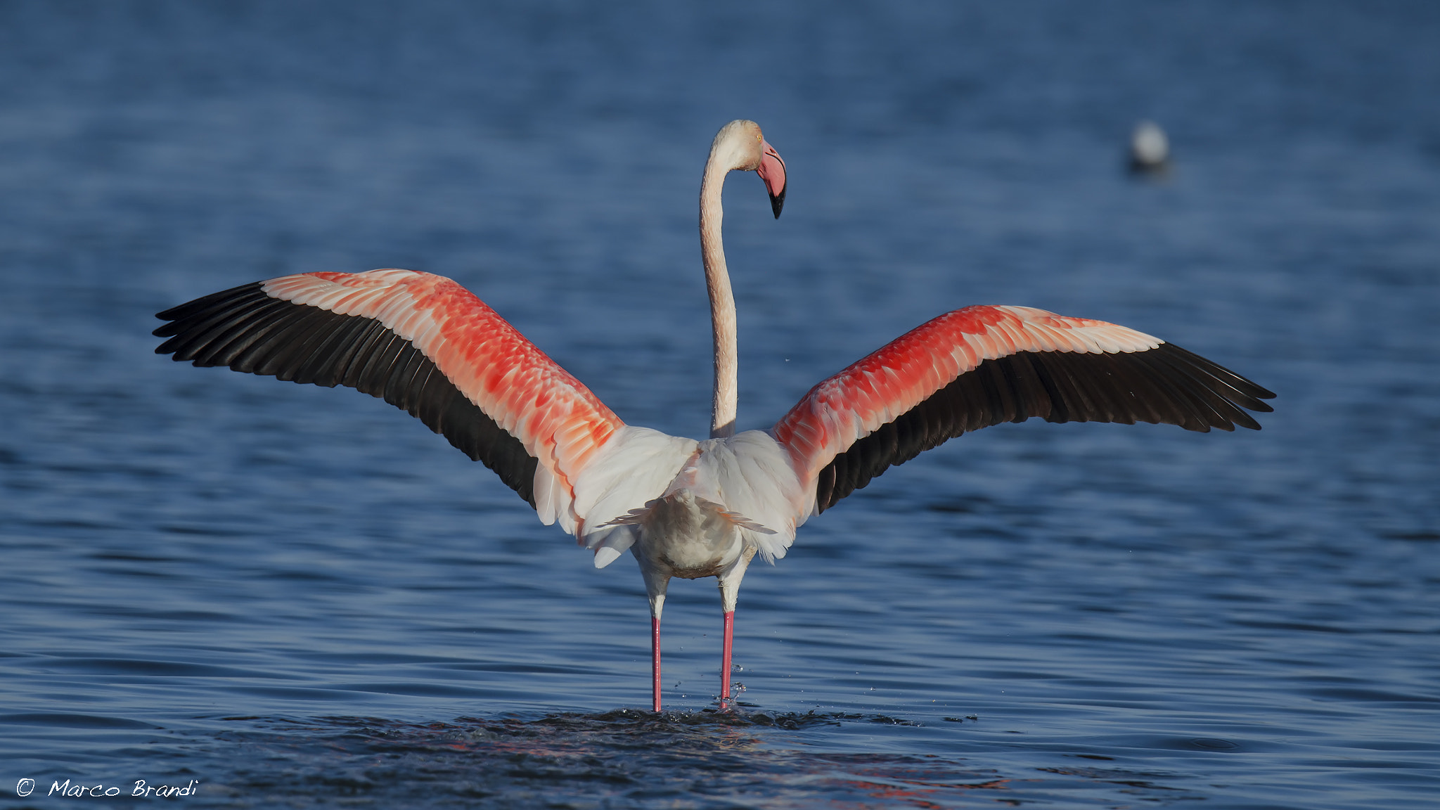 Sigma 150-600mm F5-6.3 DG OS HSM | S sample photo. Fenicottero rosa - greater flamingo photography