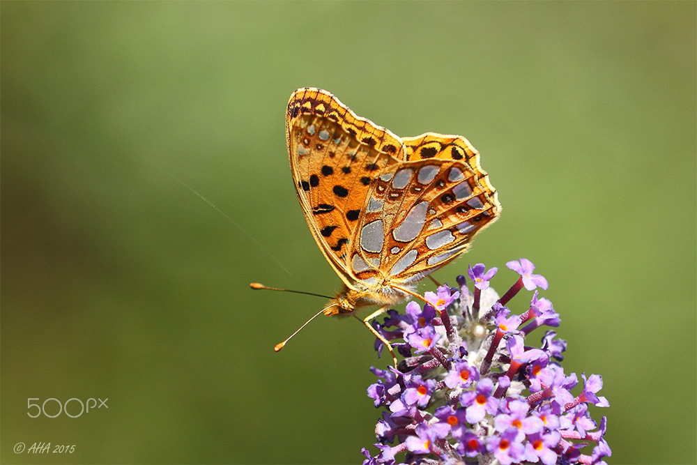 Canon EOS 7D + Canon EF 70-200mm F2.8L IS II USM sample photo. Queen of spain fritillary (issoria lathonia) photography